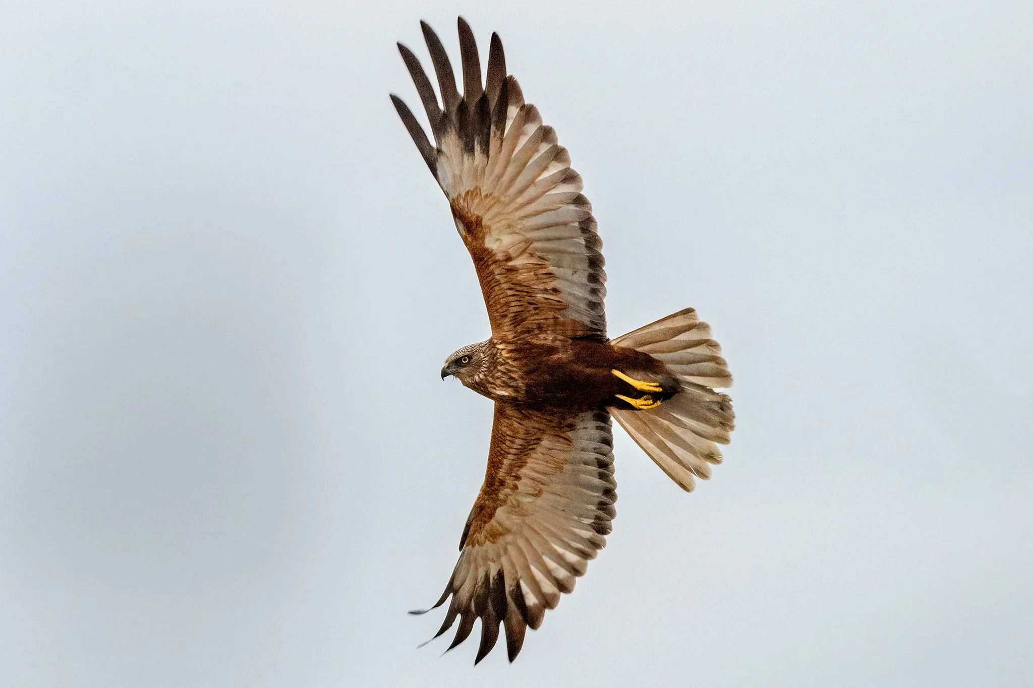 Marsh Harrier