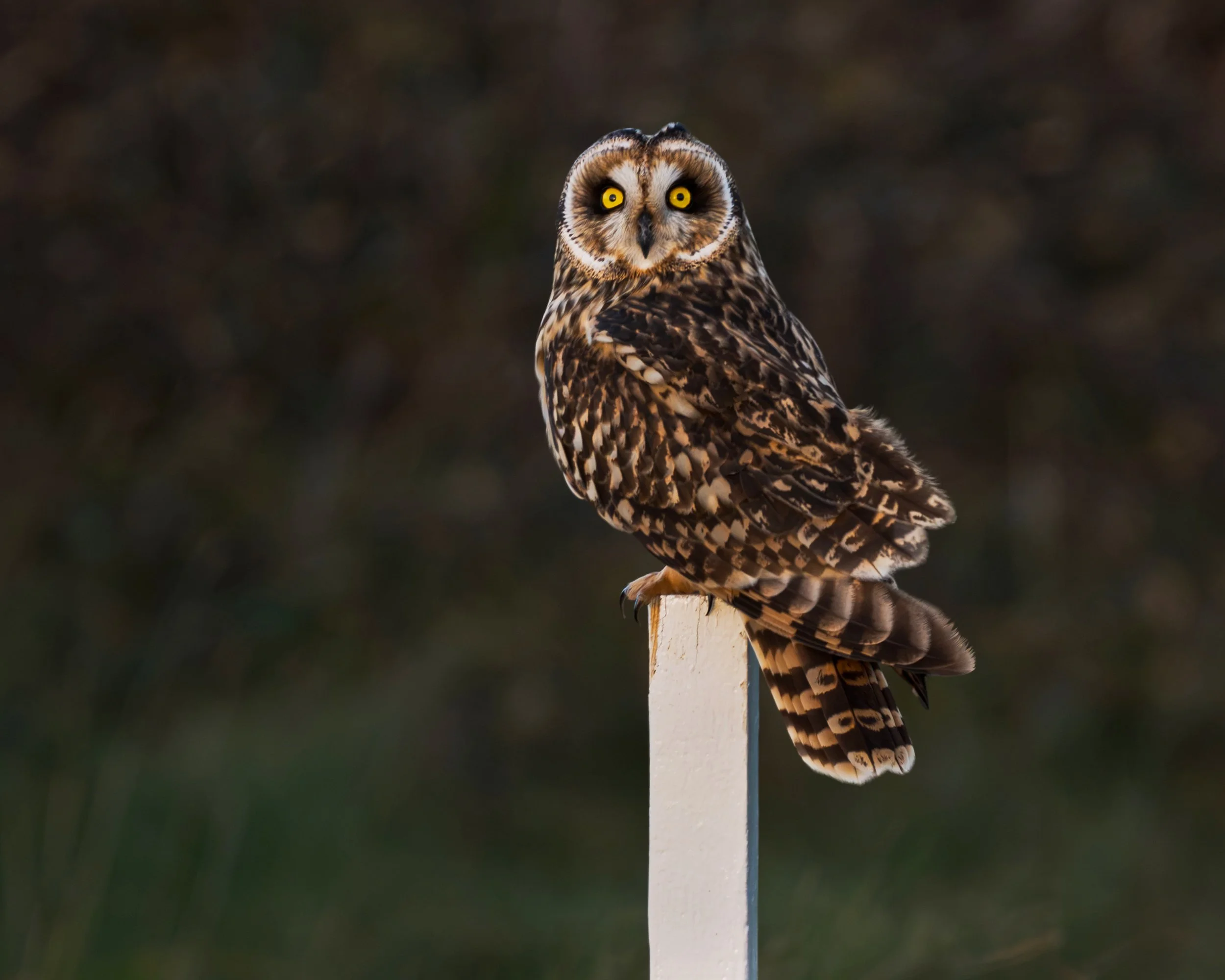Owl (Short-eared)