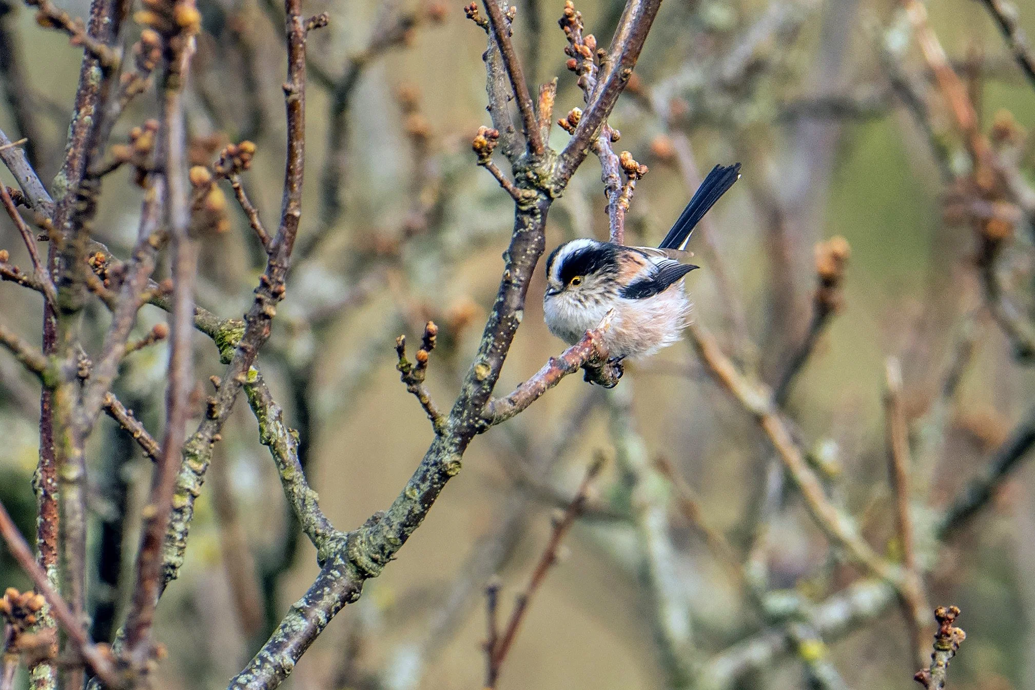 Long-tailed Tit