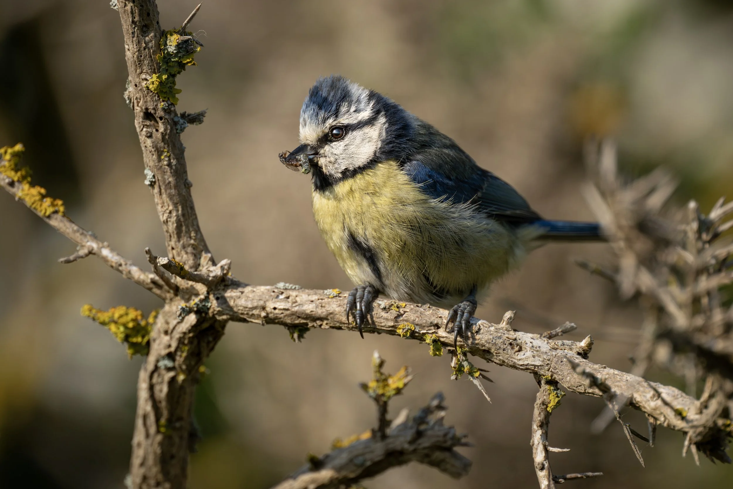 Blue Tit