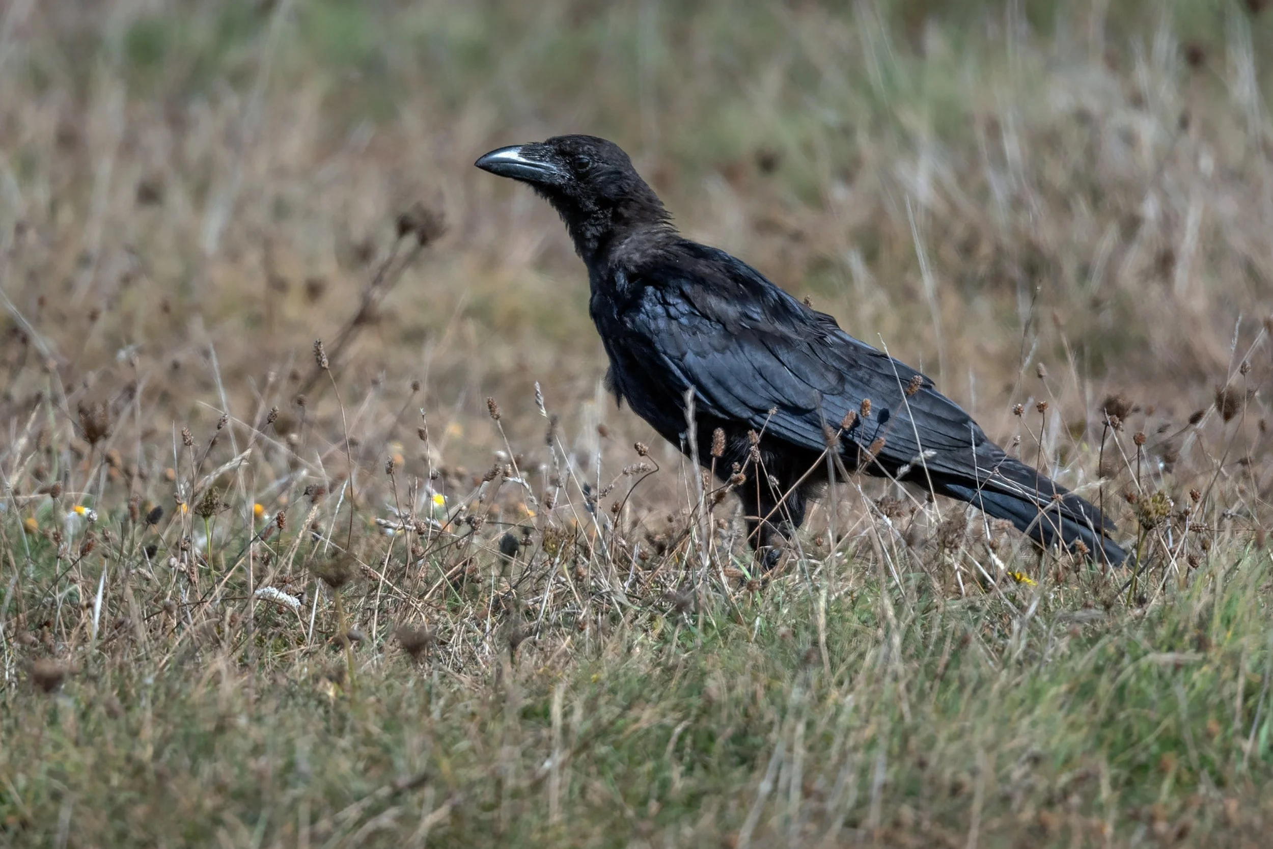 Carrion crow