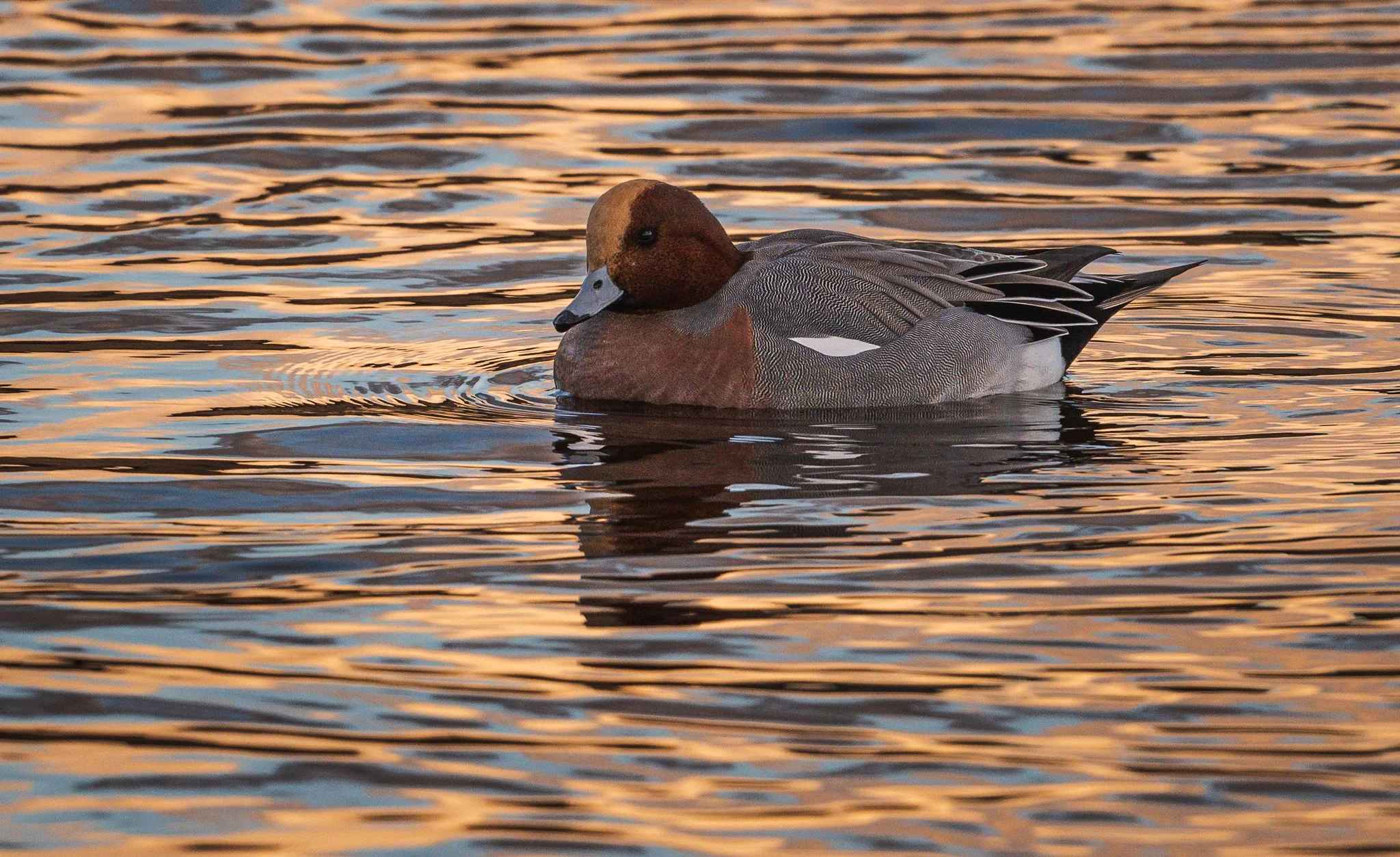 Wigeon