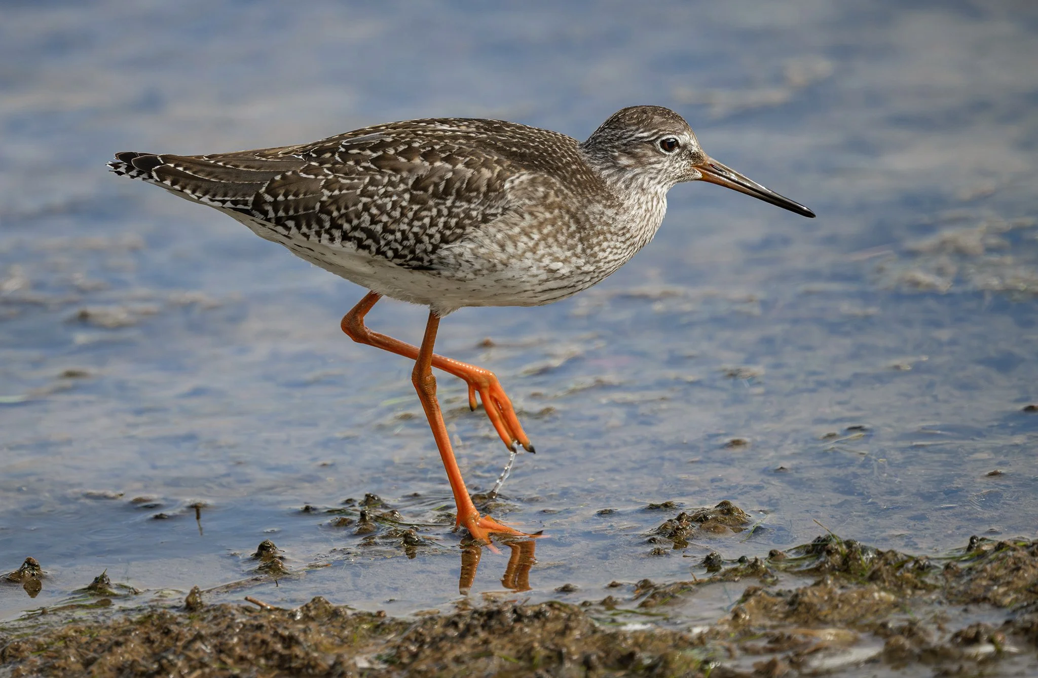 Redshank