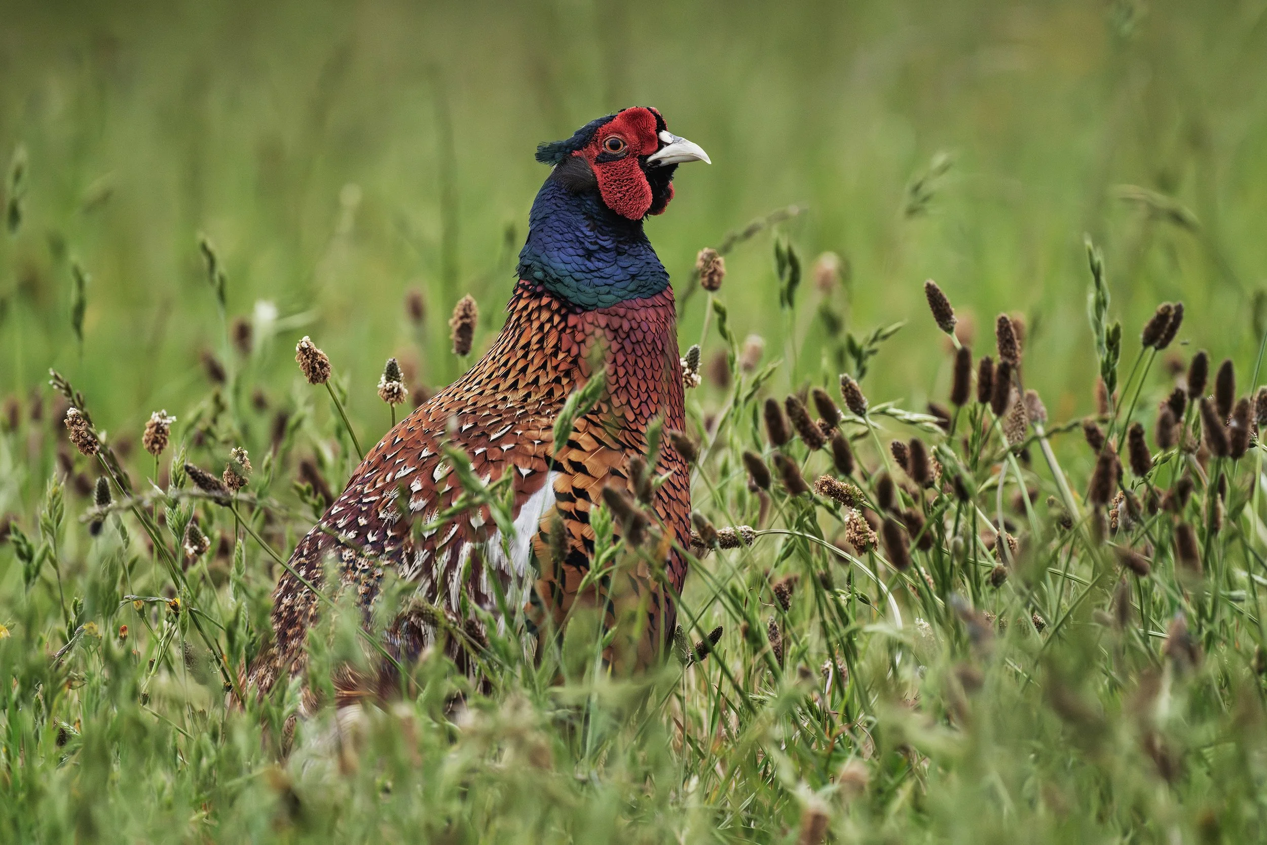 Pheasant
