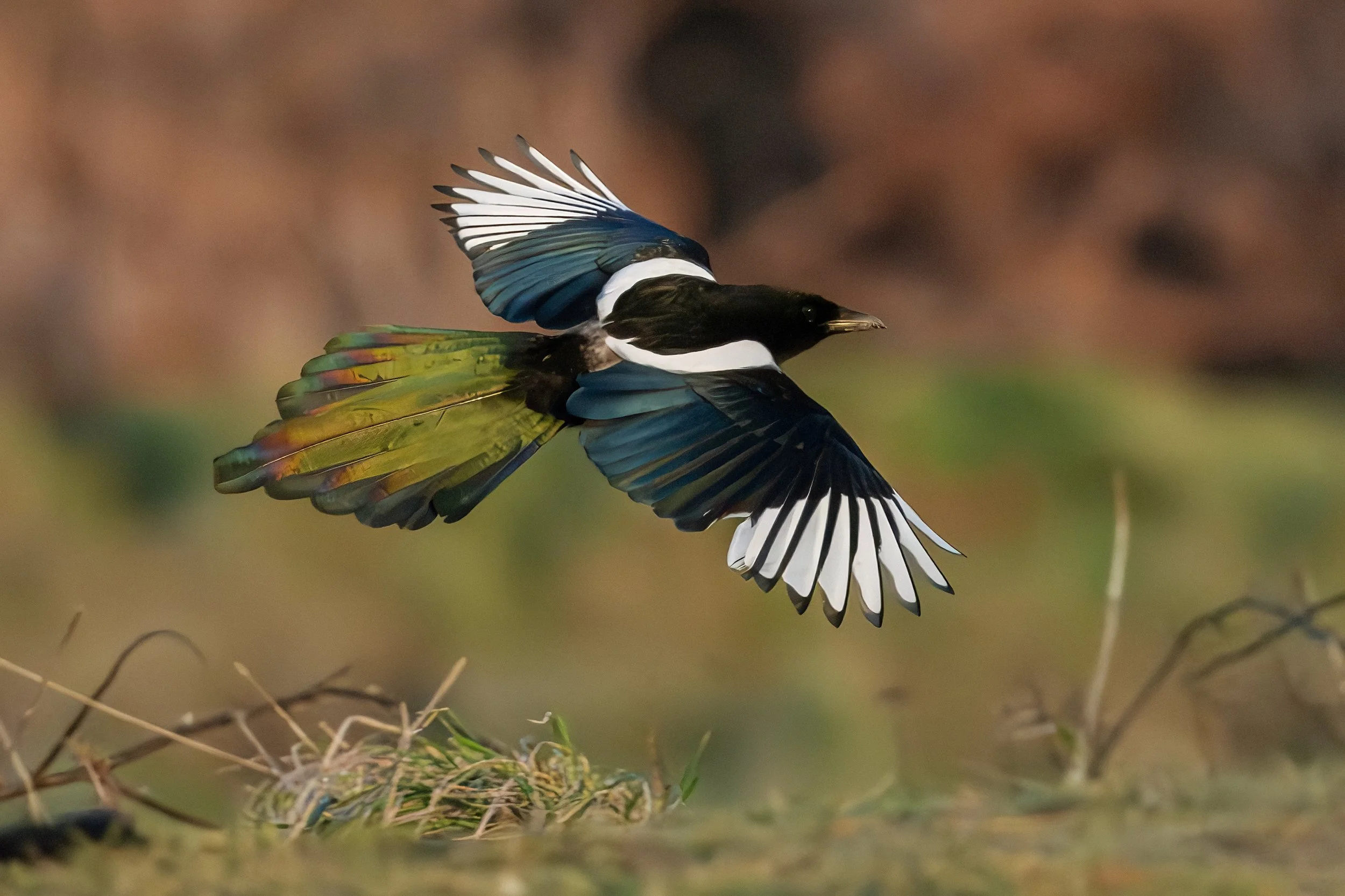 Magpie
