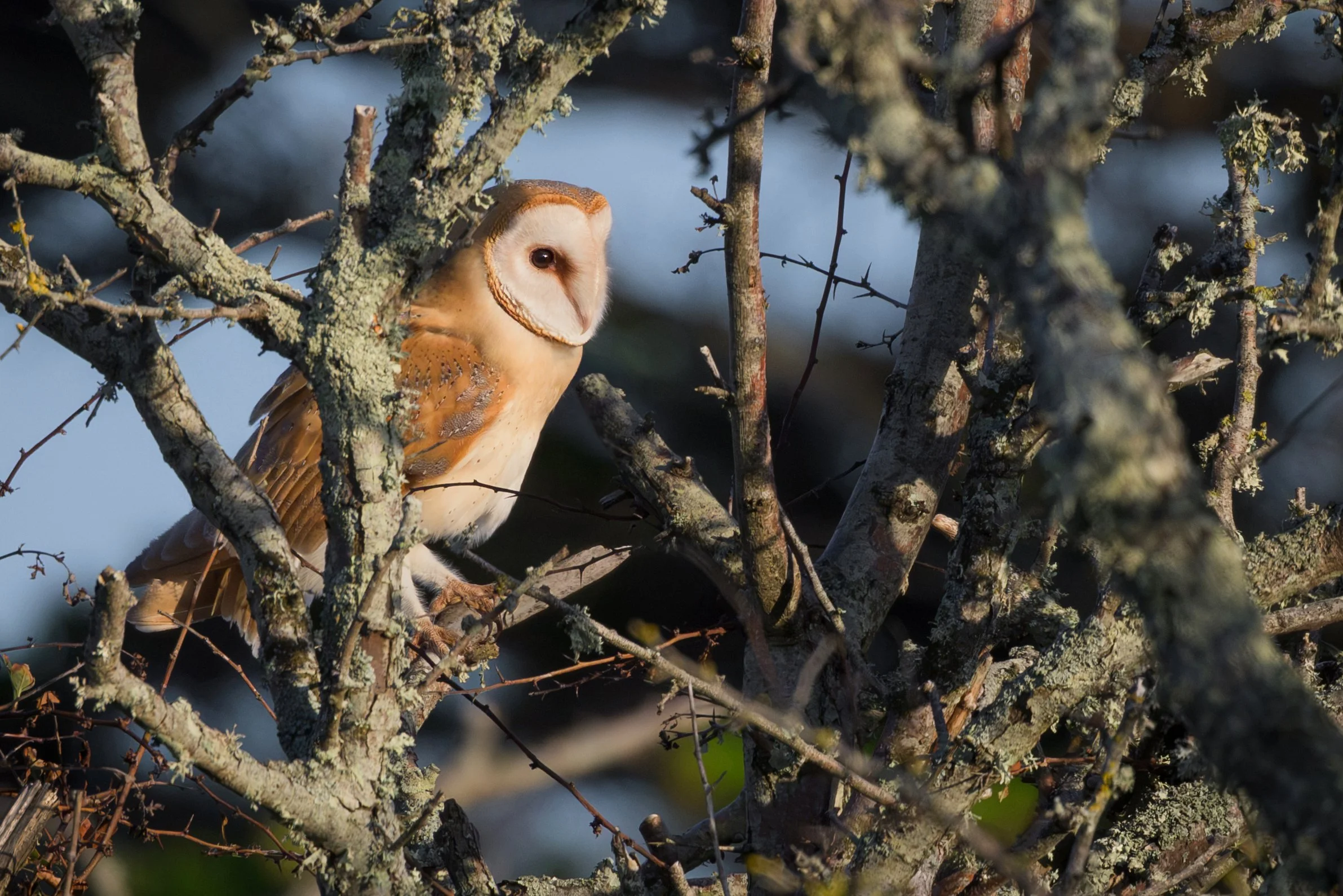 Owl (Barn)