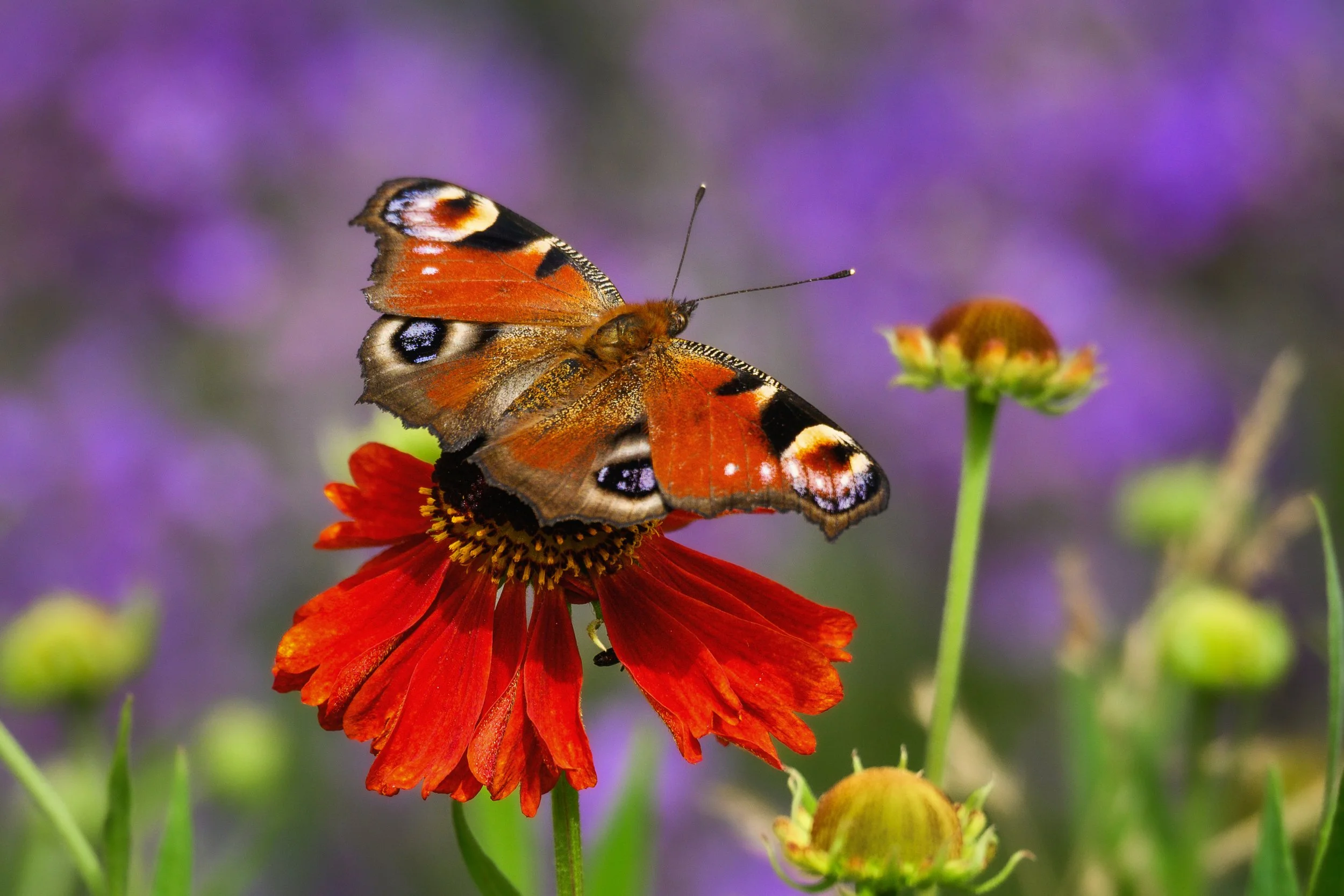 Peacock