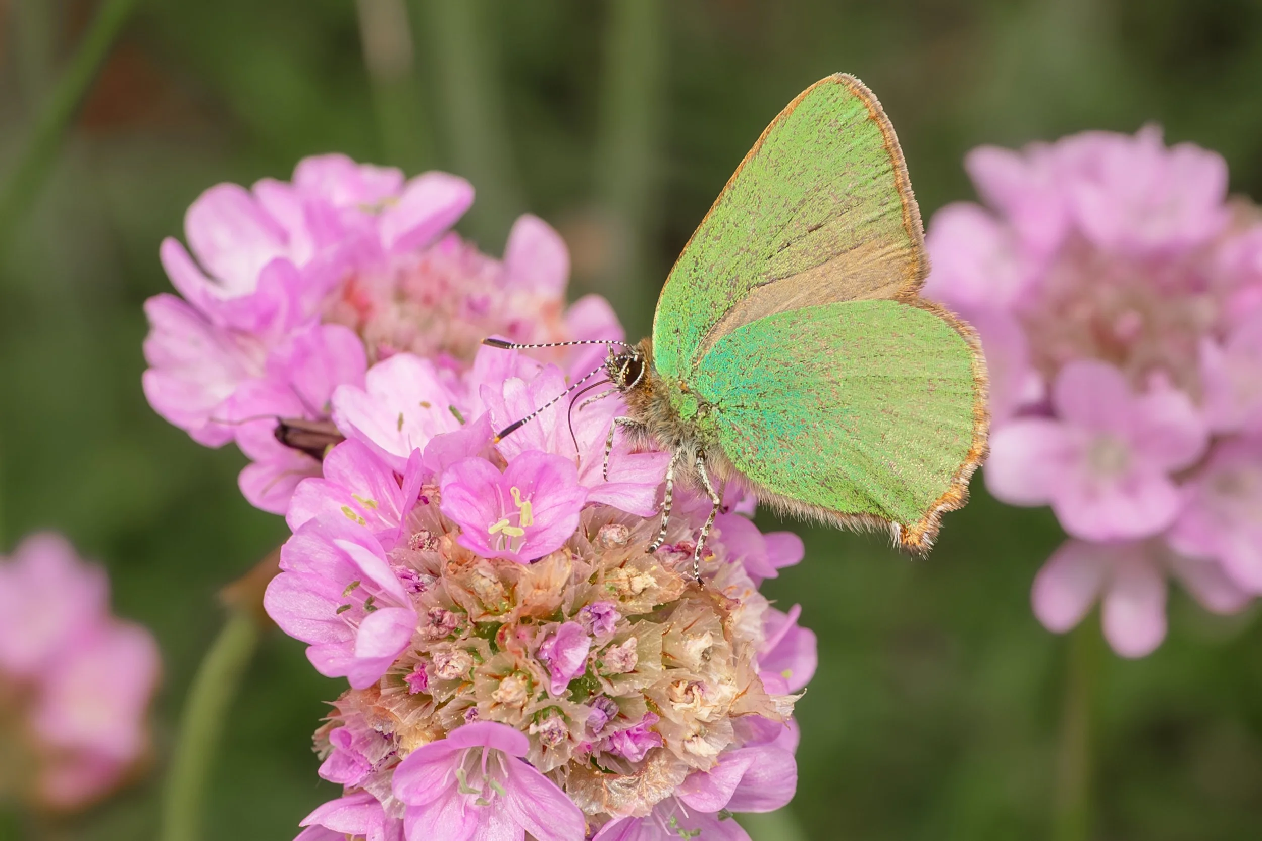 Green hairstreak