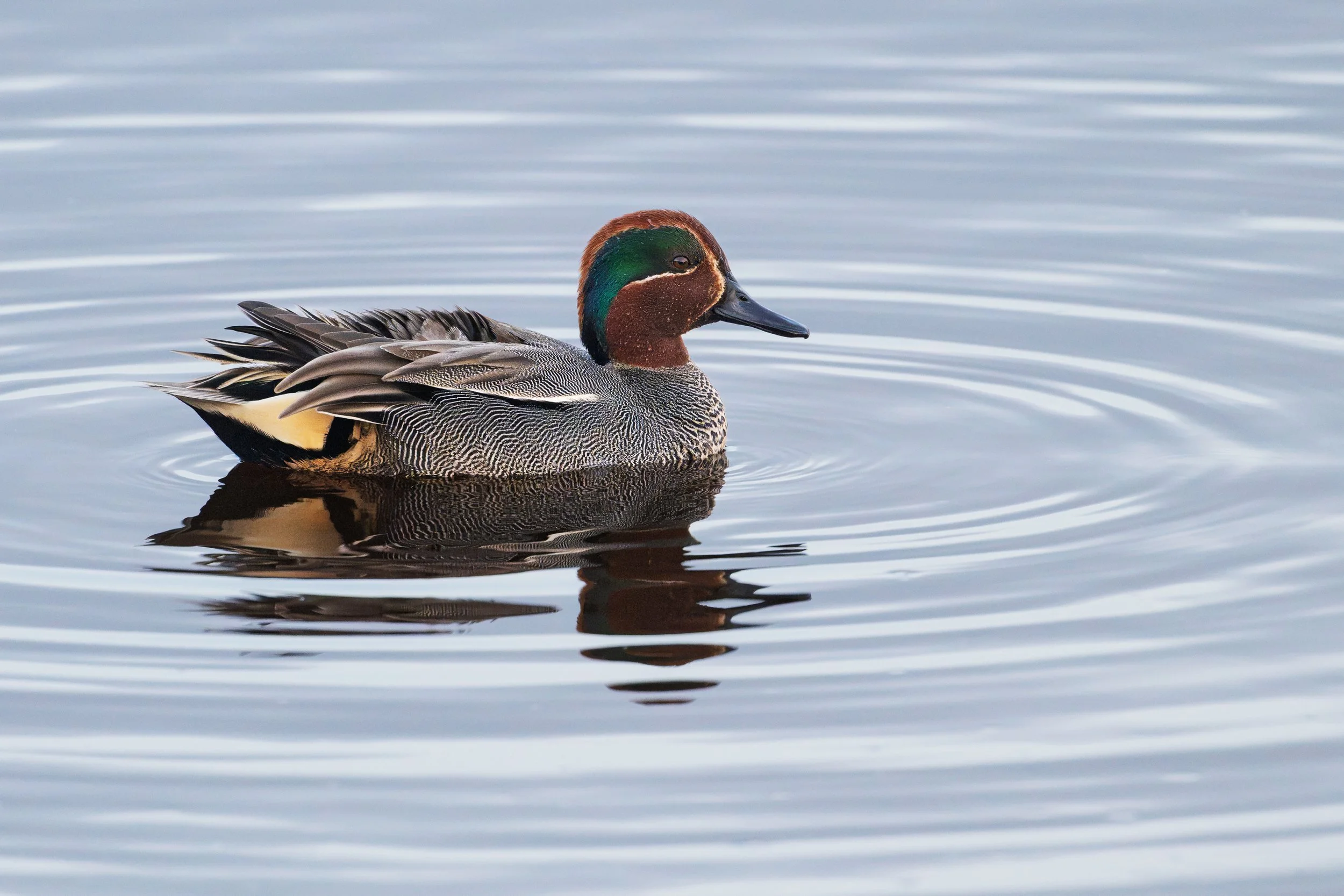 Teal