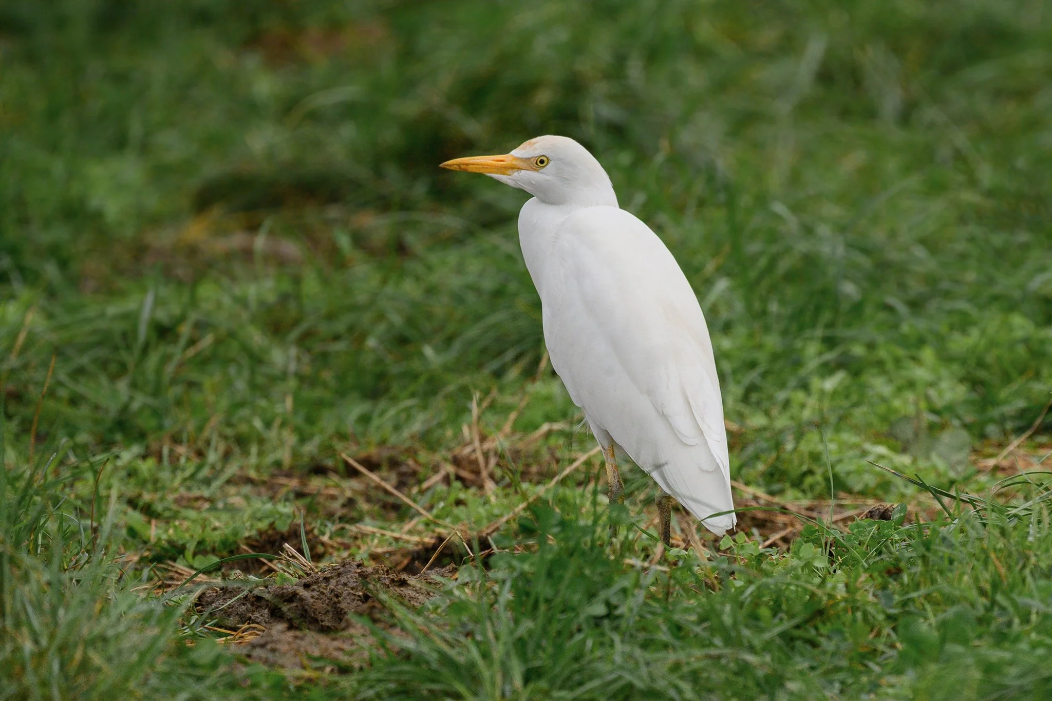 Cattle Egret