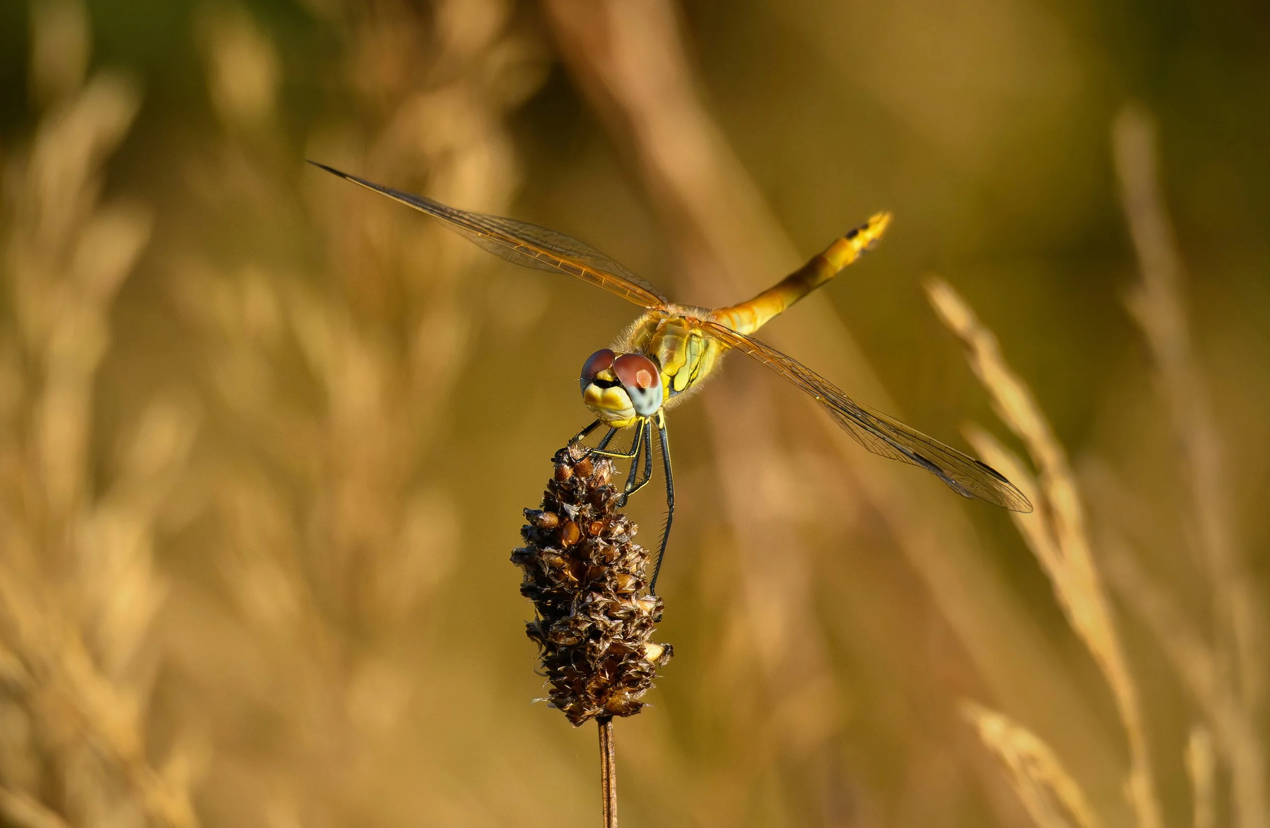 Red-veined darter