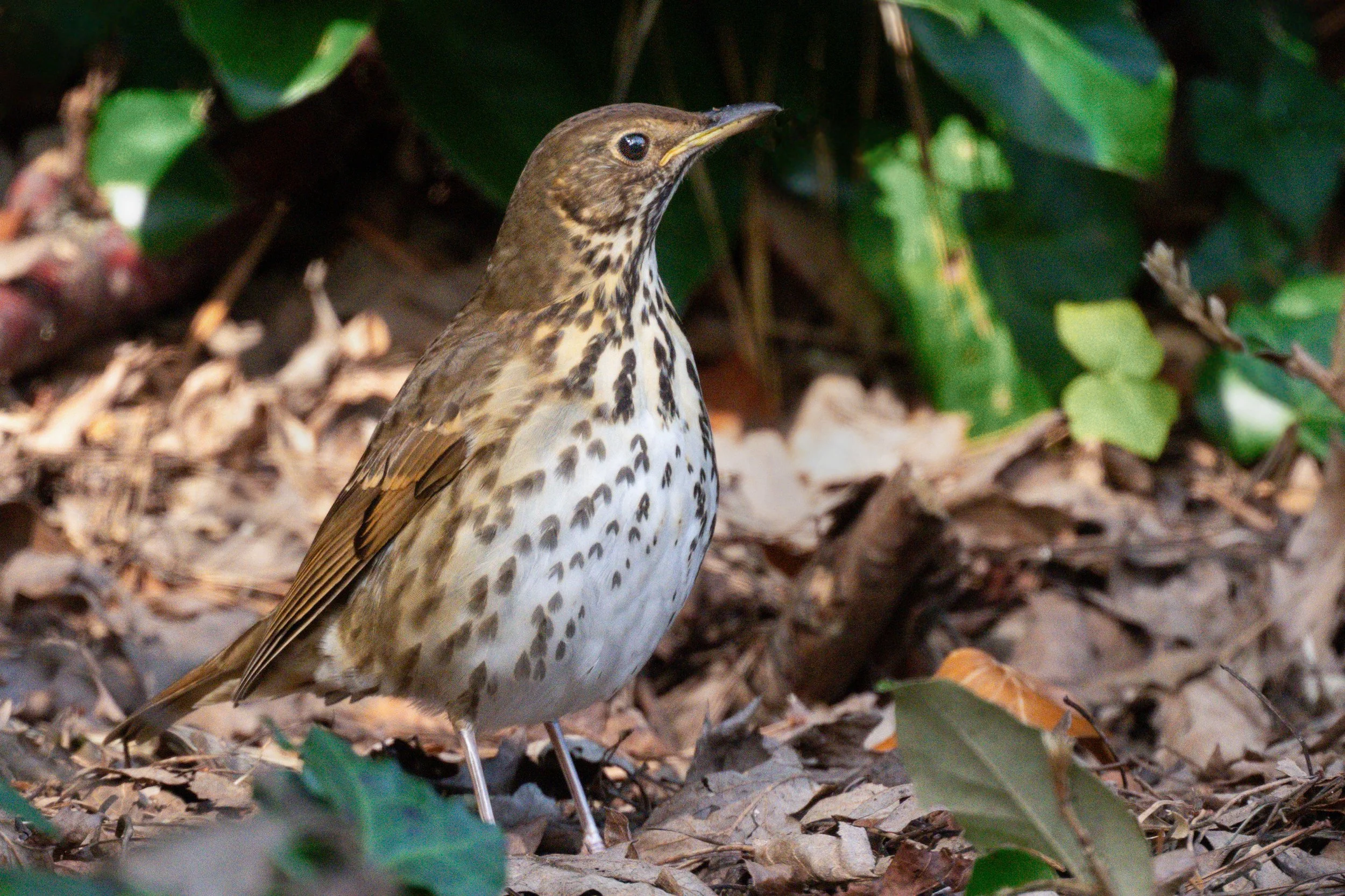 Song Thrush