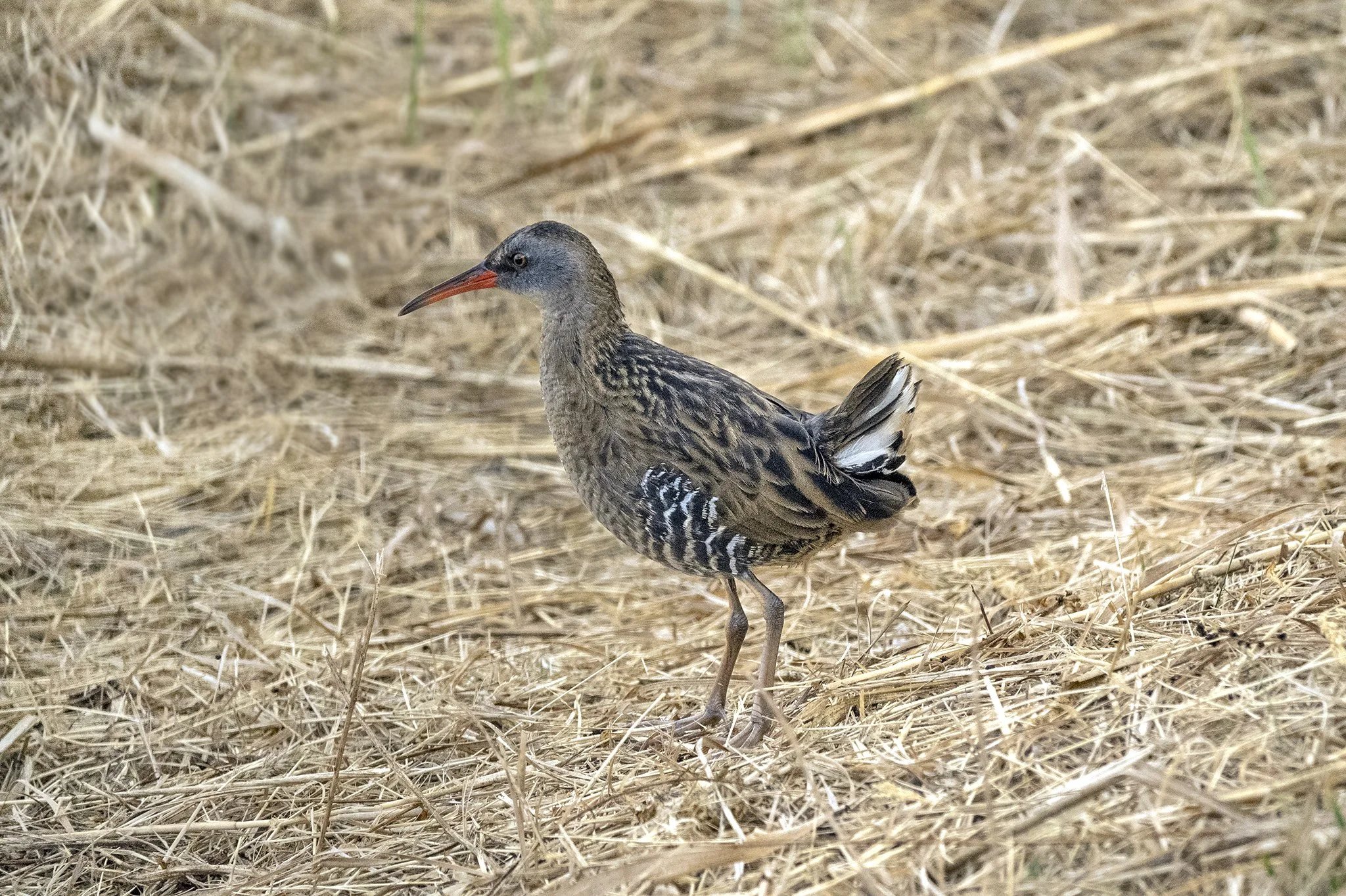 Waterrail