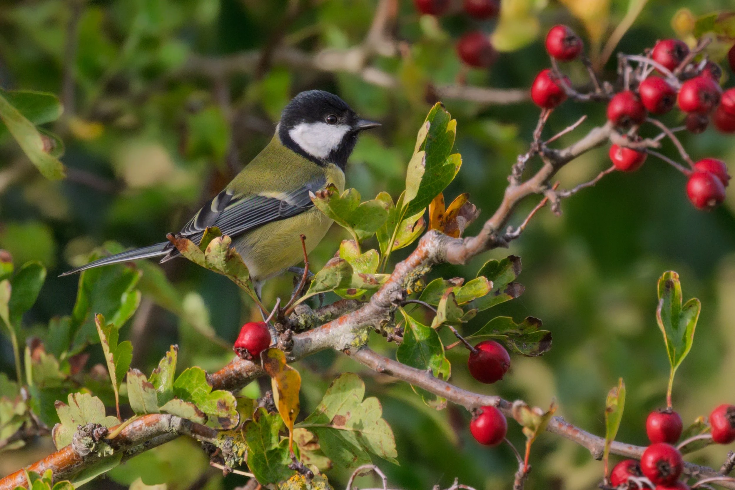 Great Tit