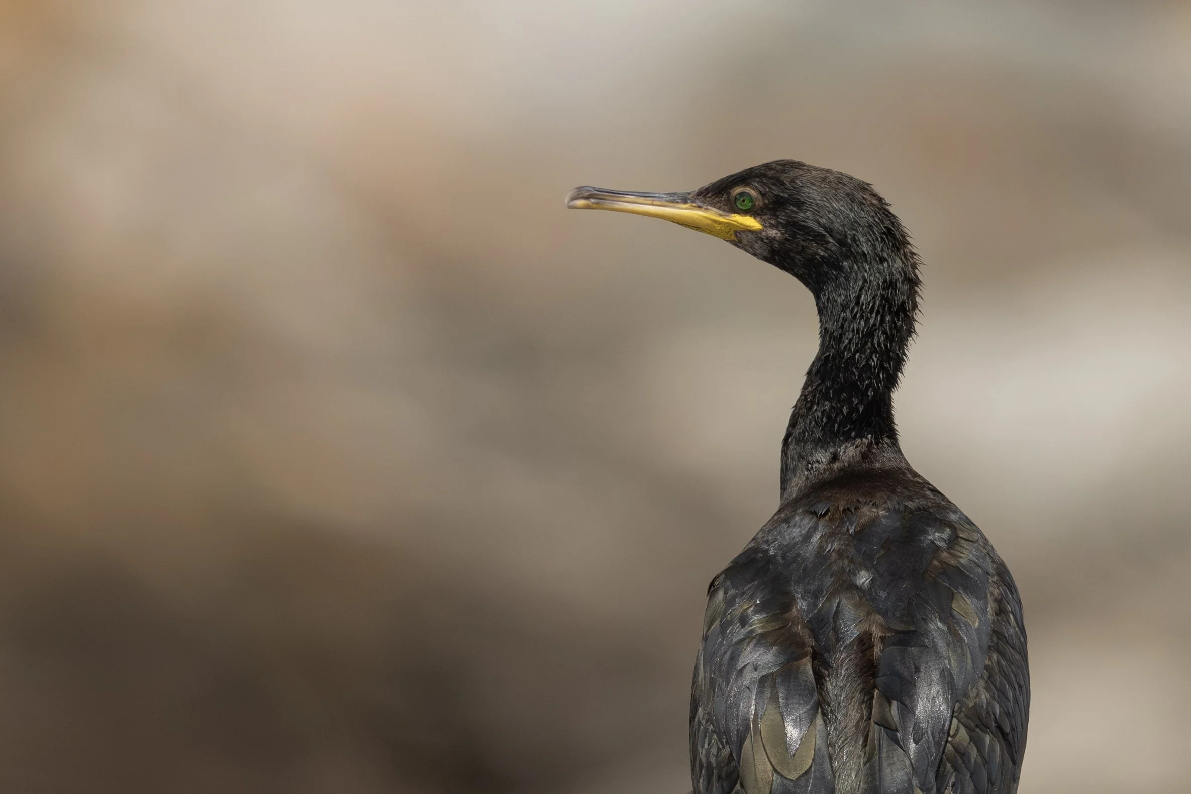 Cormorant