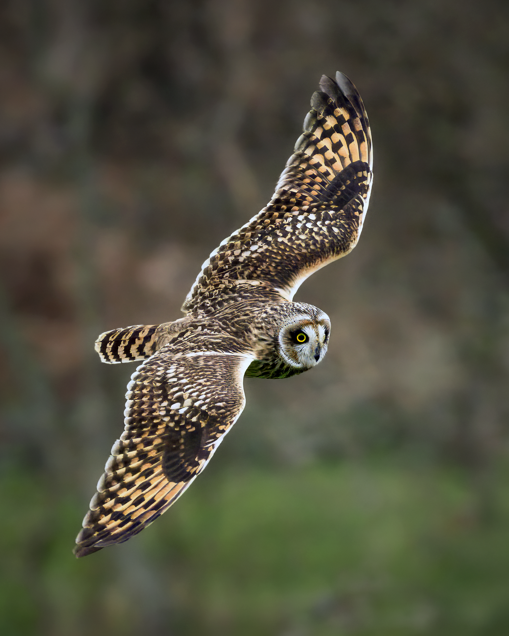 Short-eared Owl