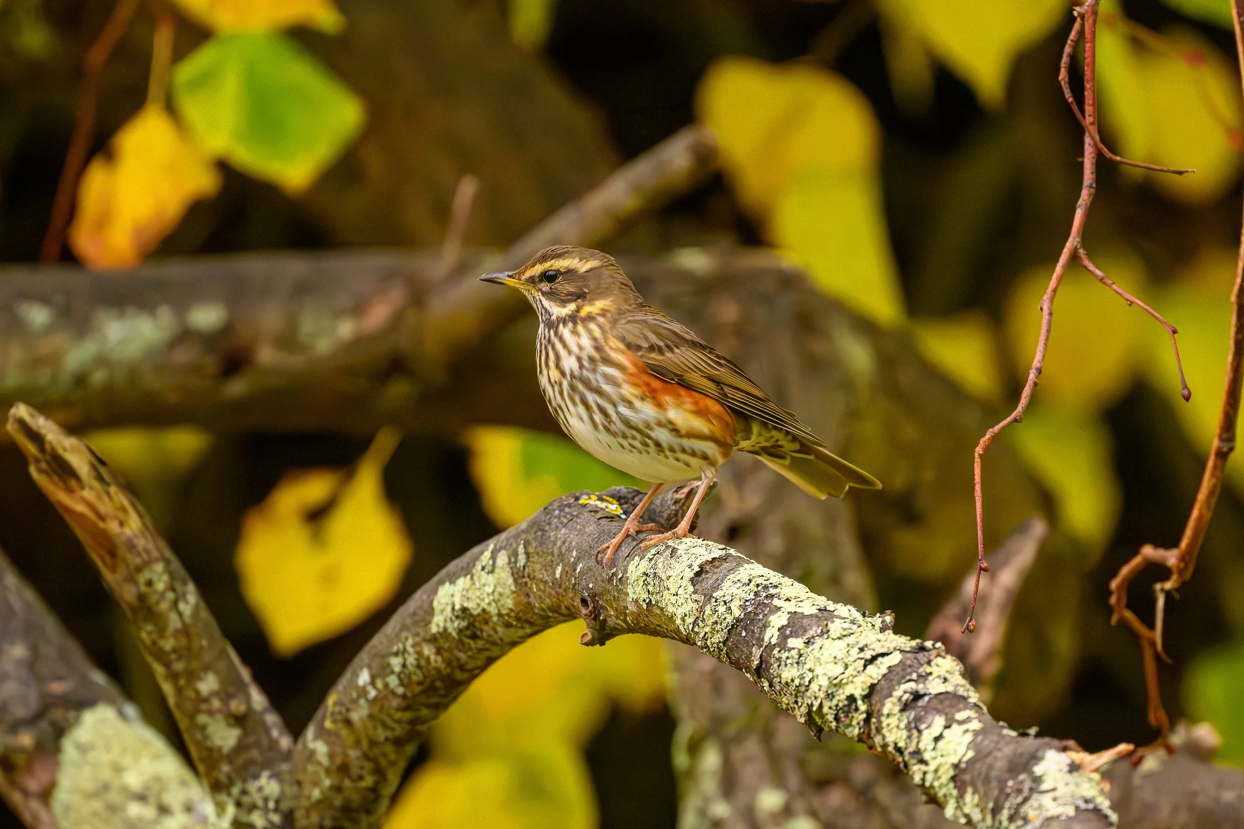 Redwing