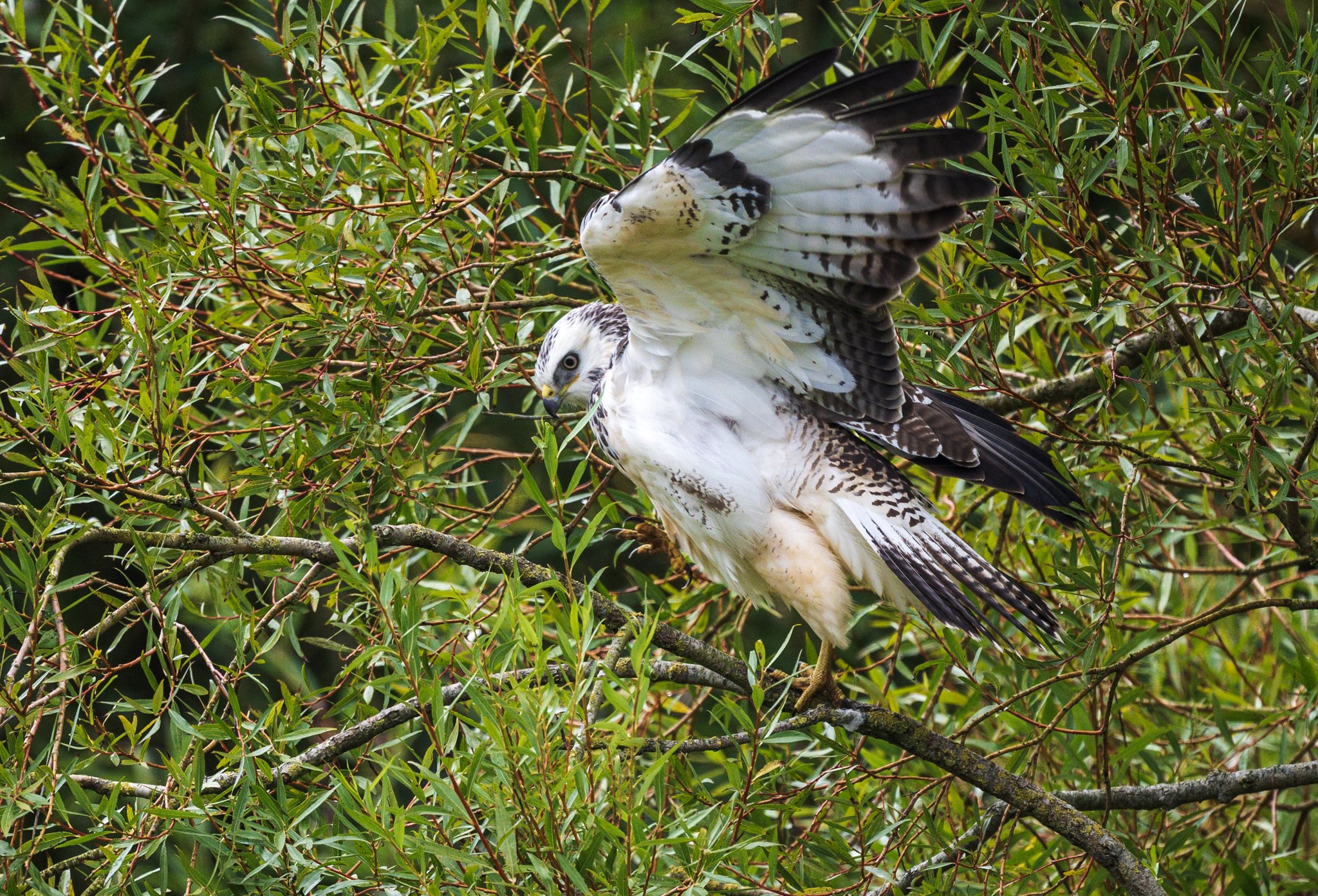 Buzzard (Pale Morph)