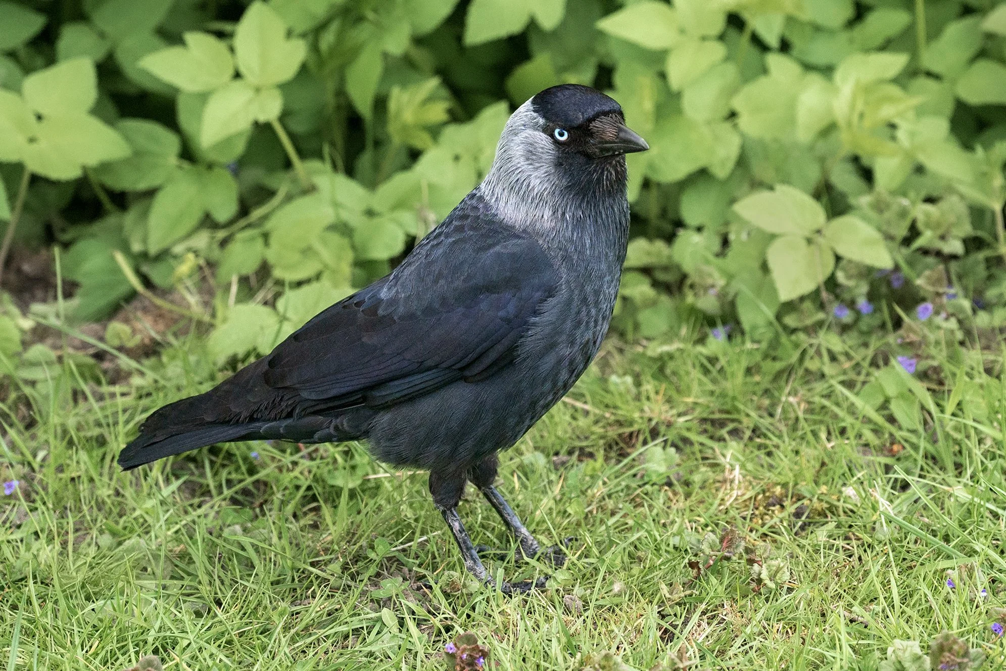 Jackdaw