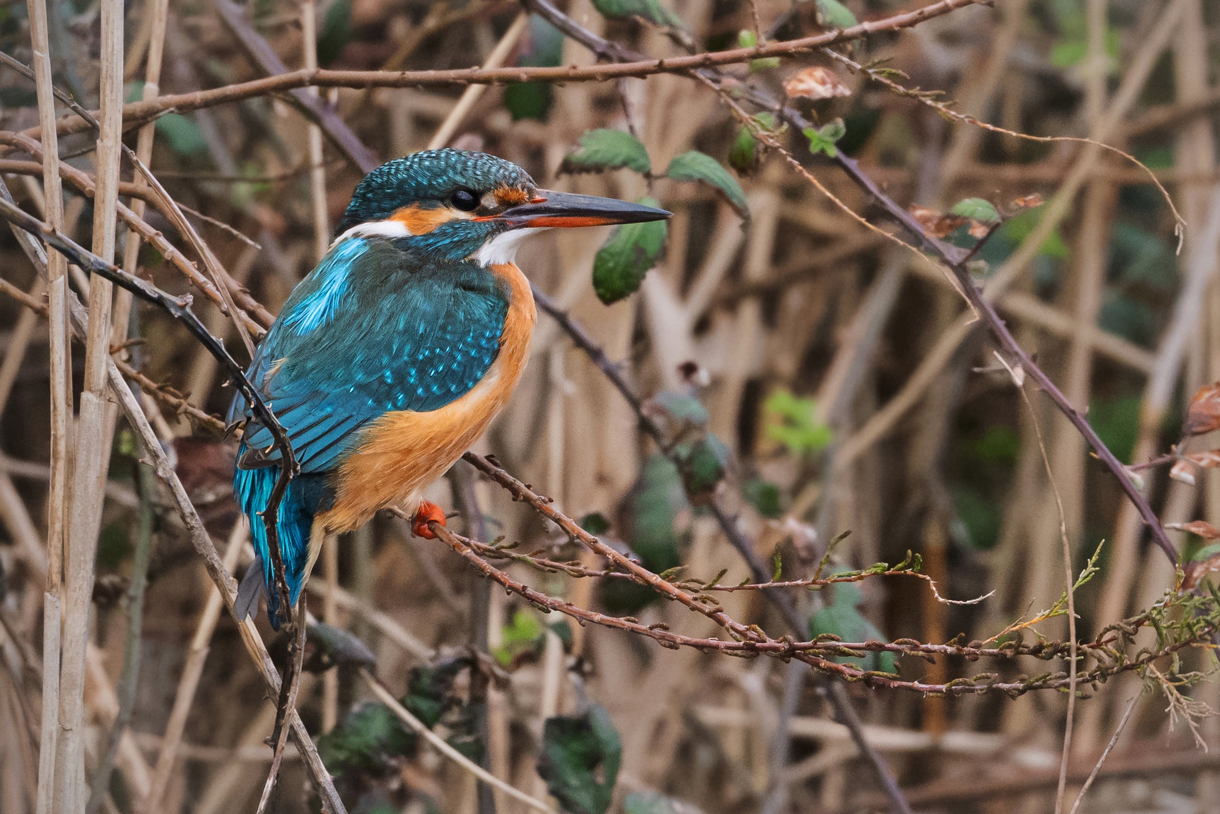 Kingfisher