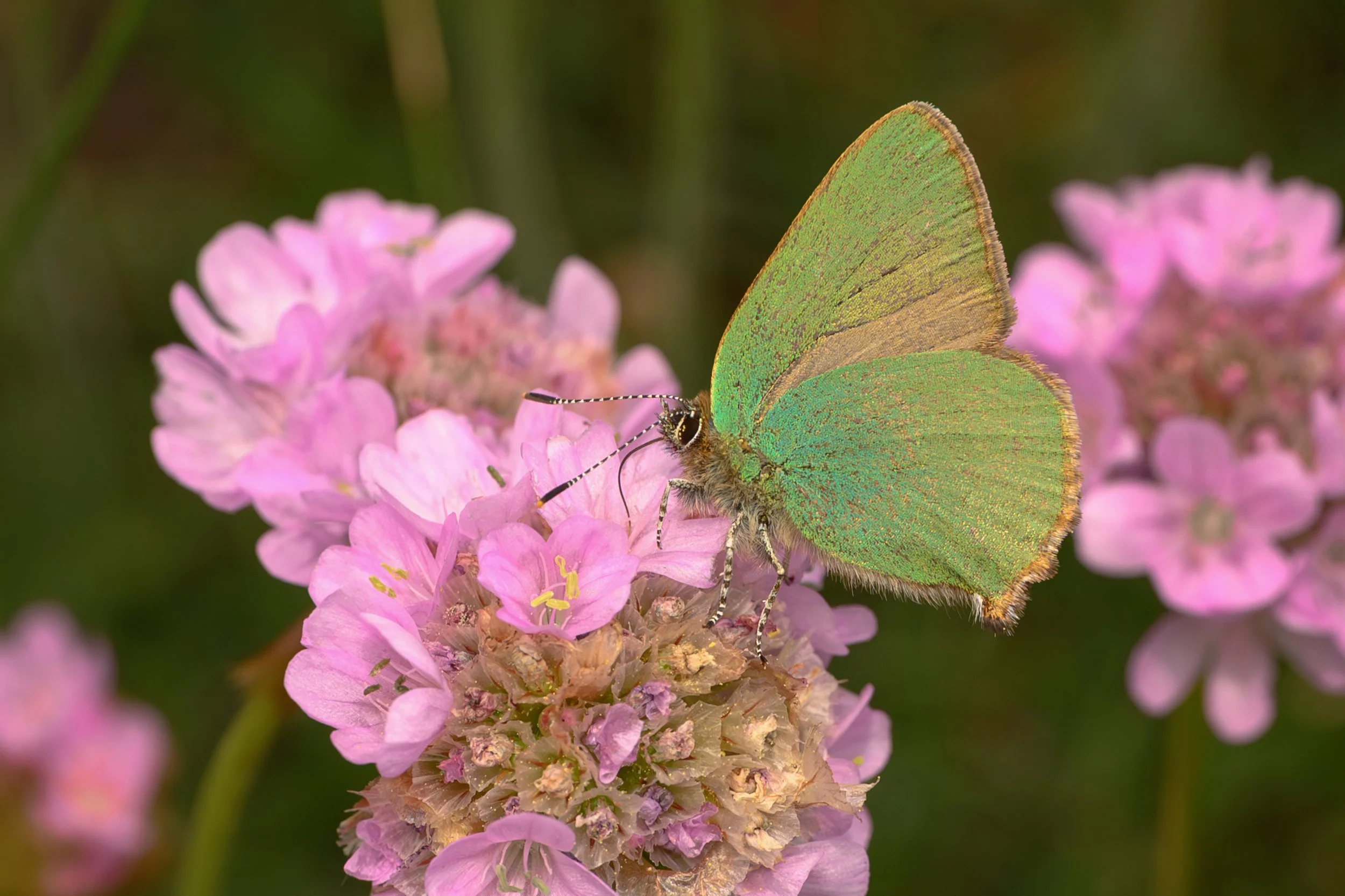 Green Hairstreak