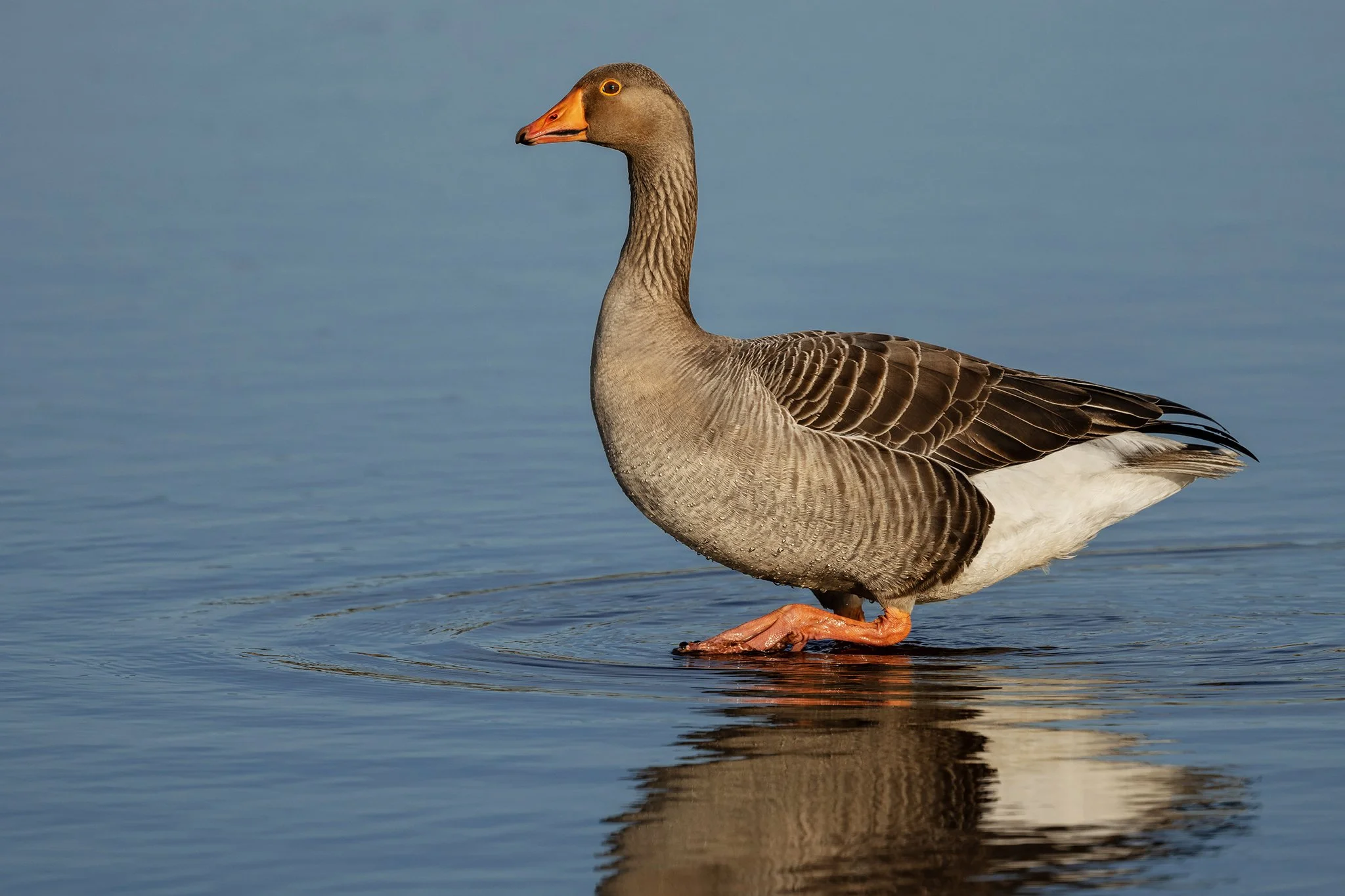 Greylag Goose