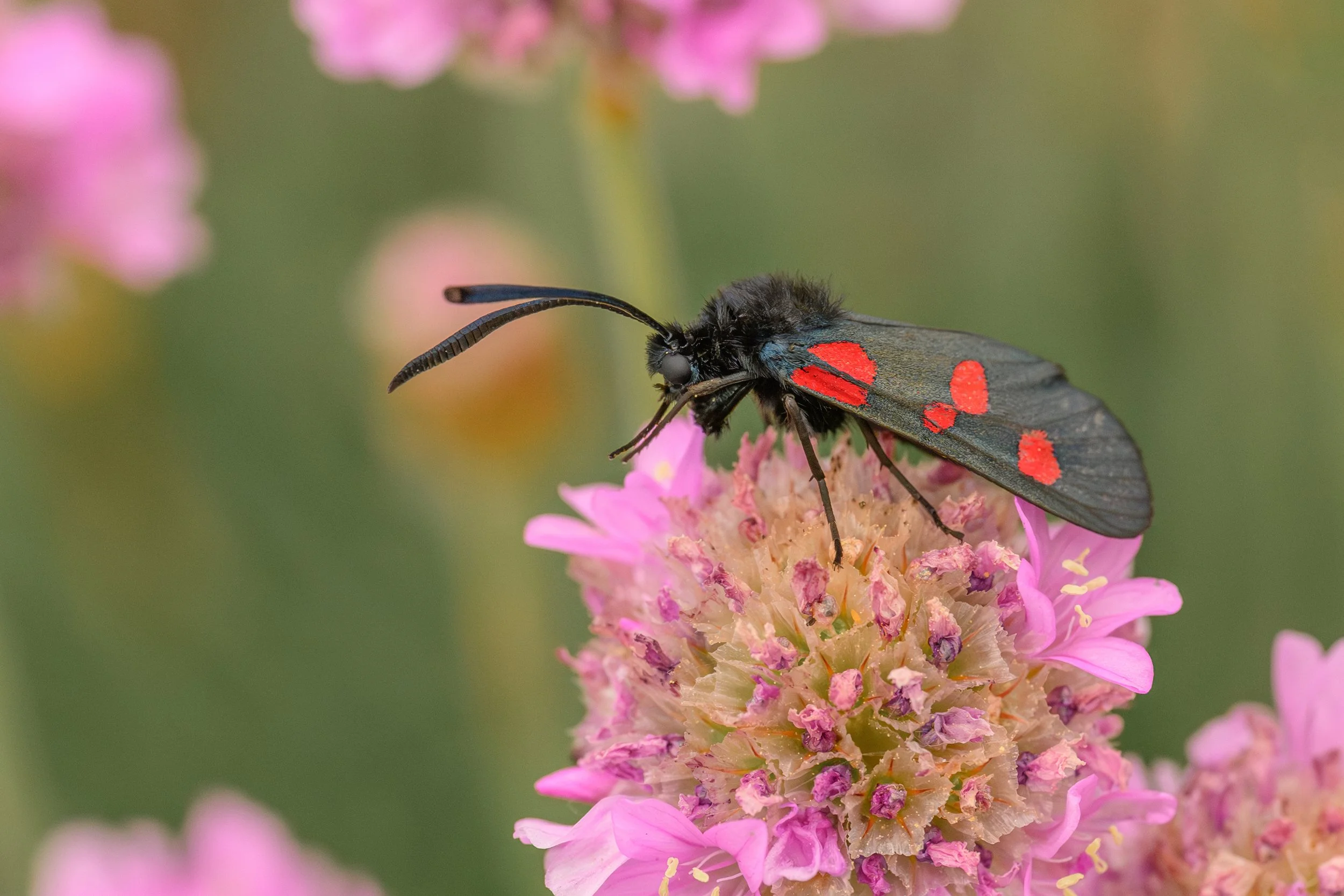 Burnet Moth