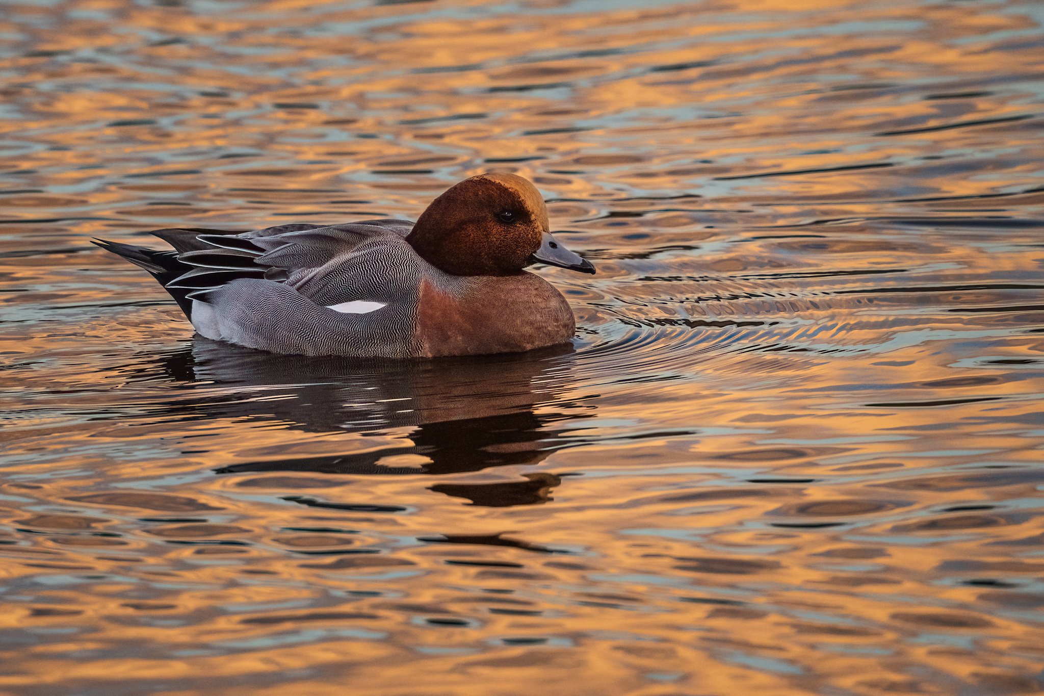Wigeon