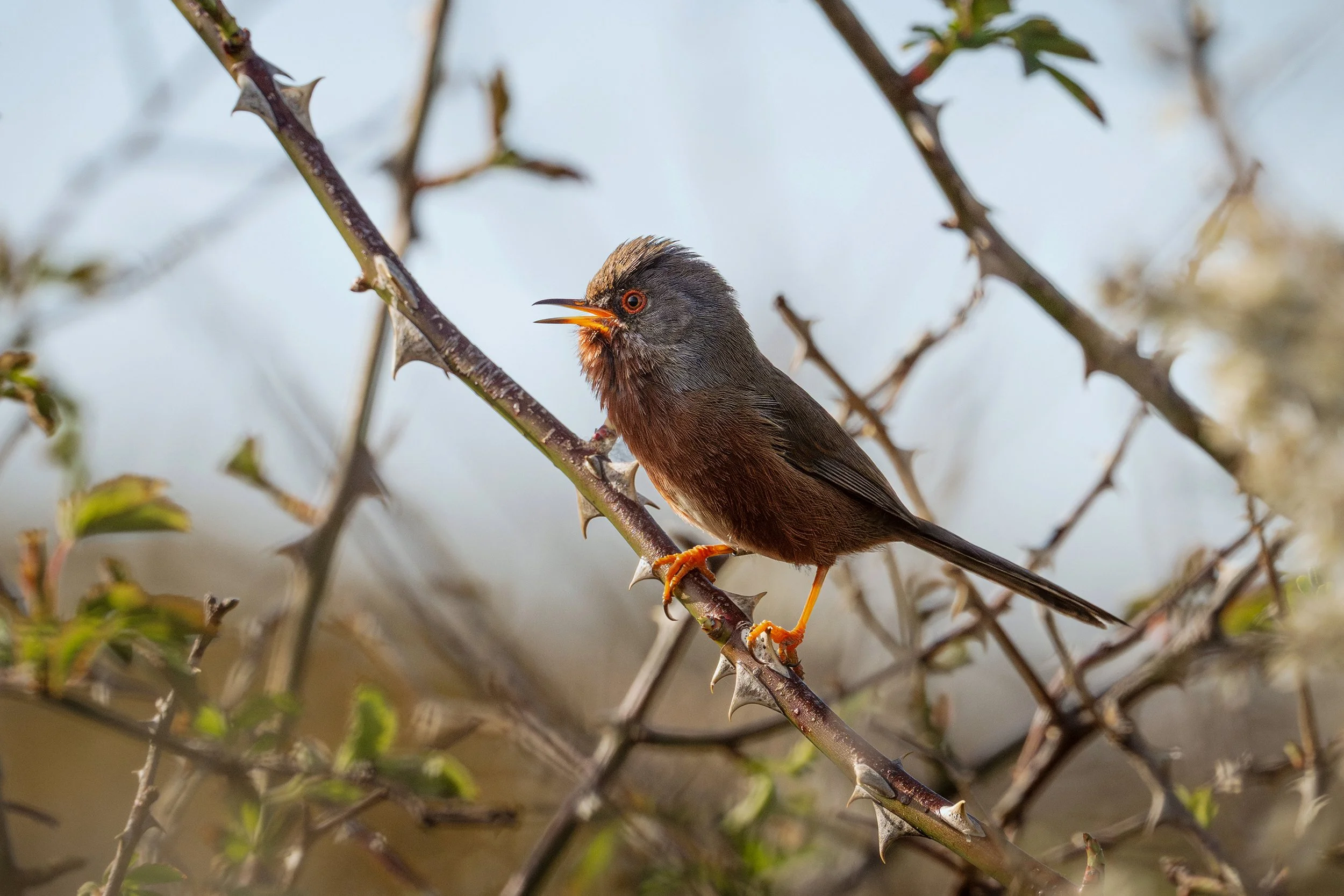 Dartford Warbler