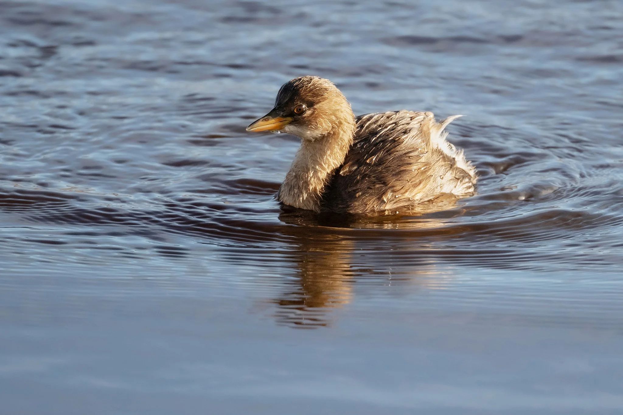 Little Grebe