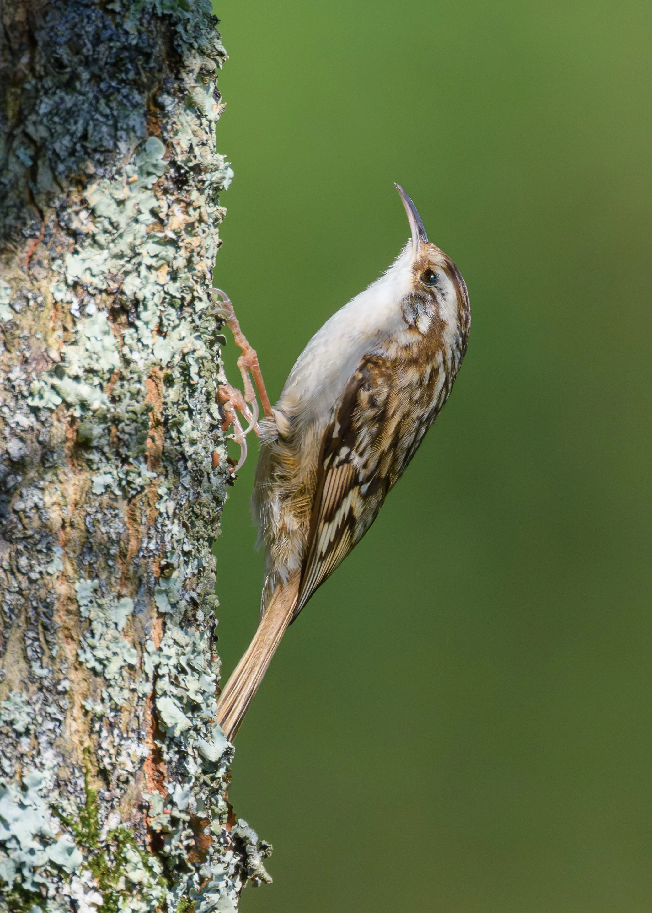 Short-toed Treecreeper