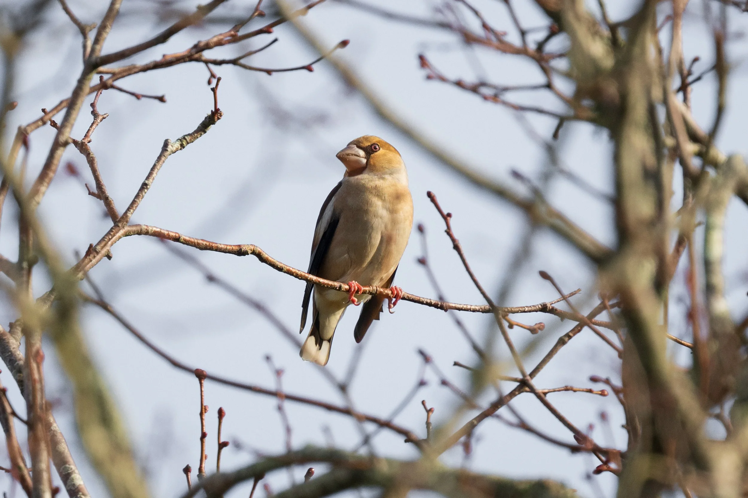 Hawfinch