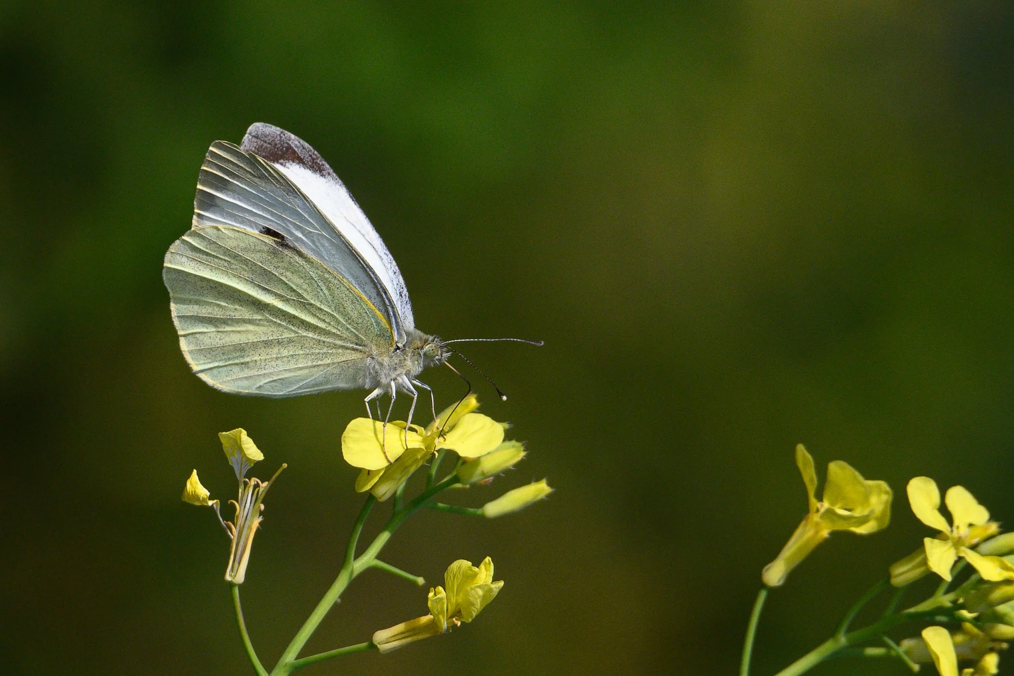 Large White