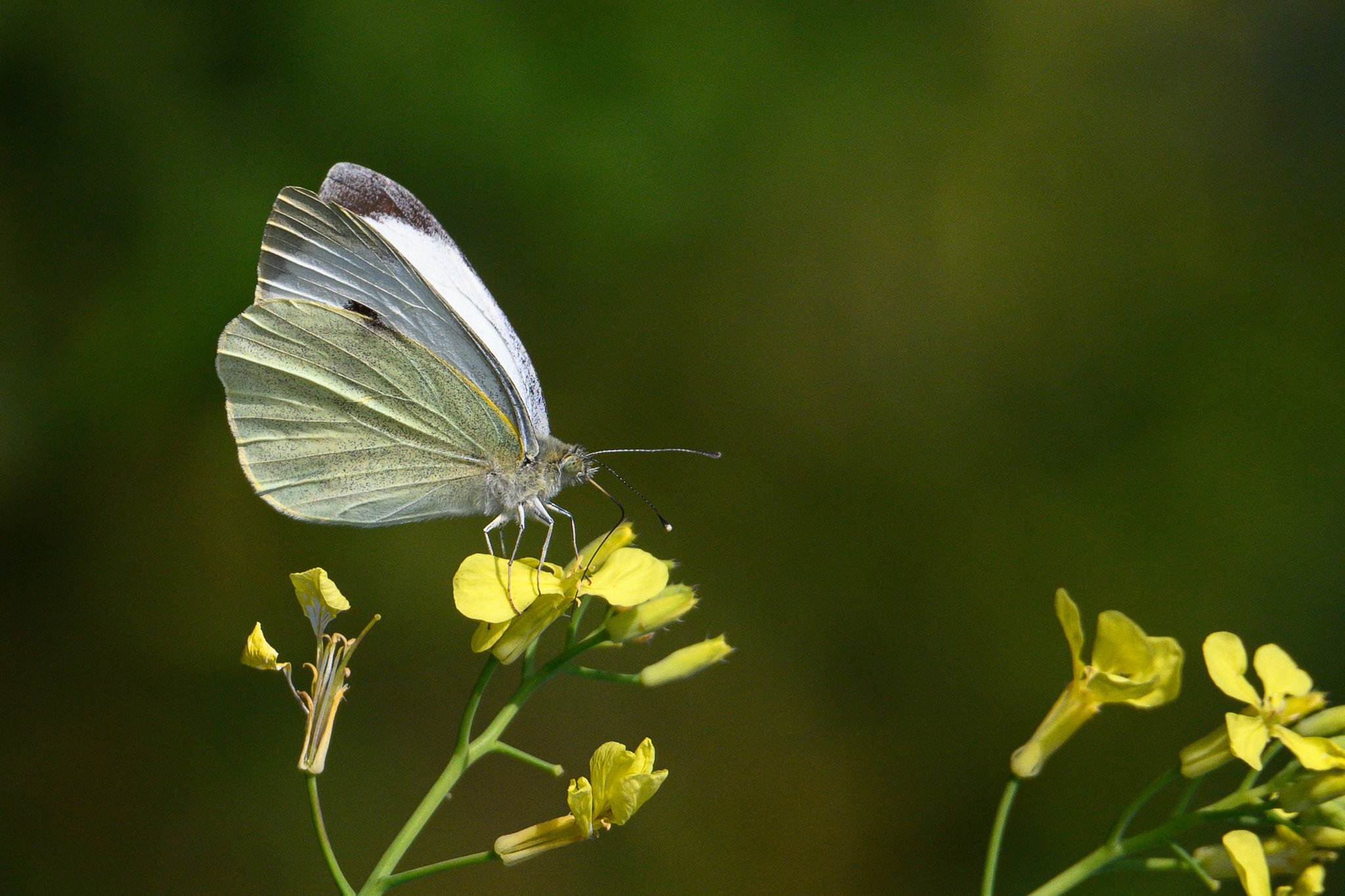 White (large)