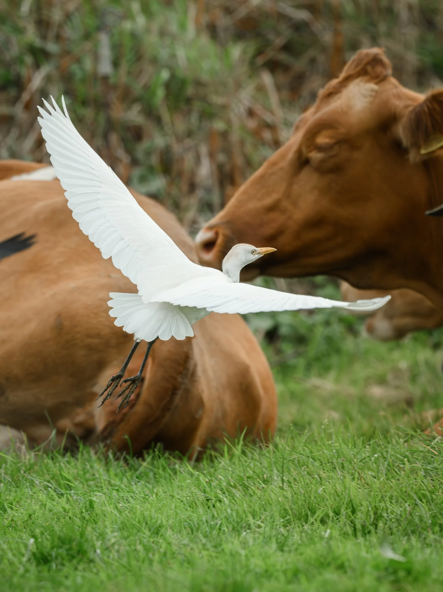 Cattle Egret