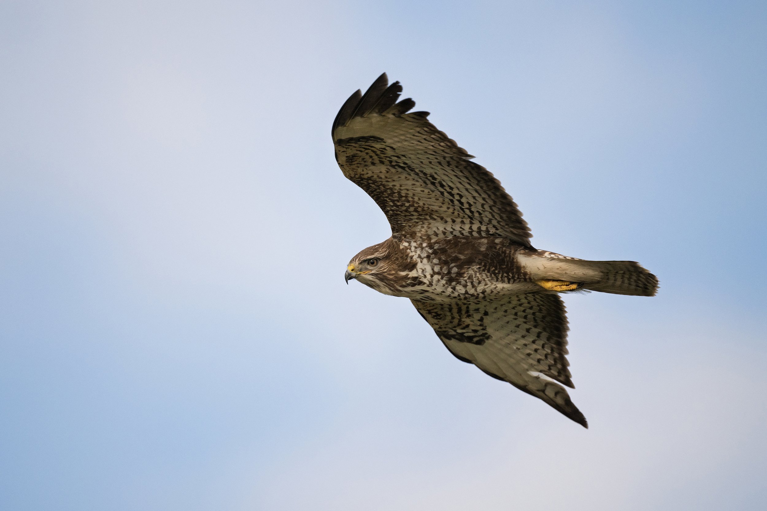 Buzzard