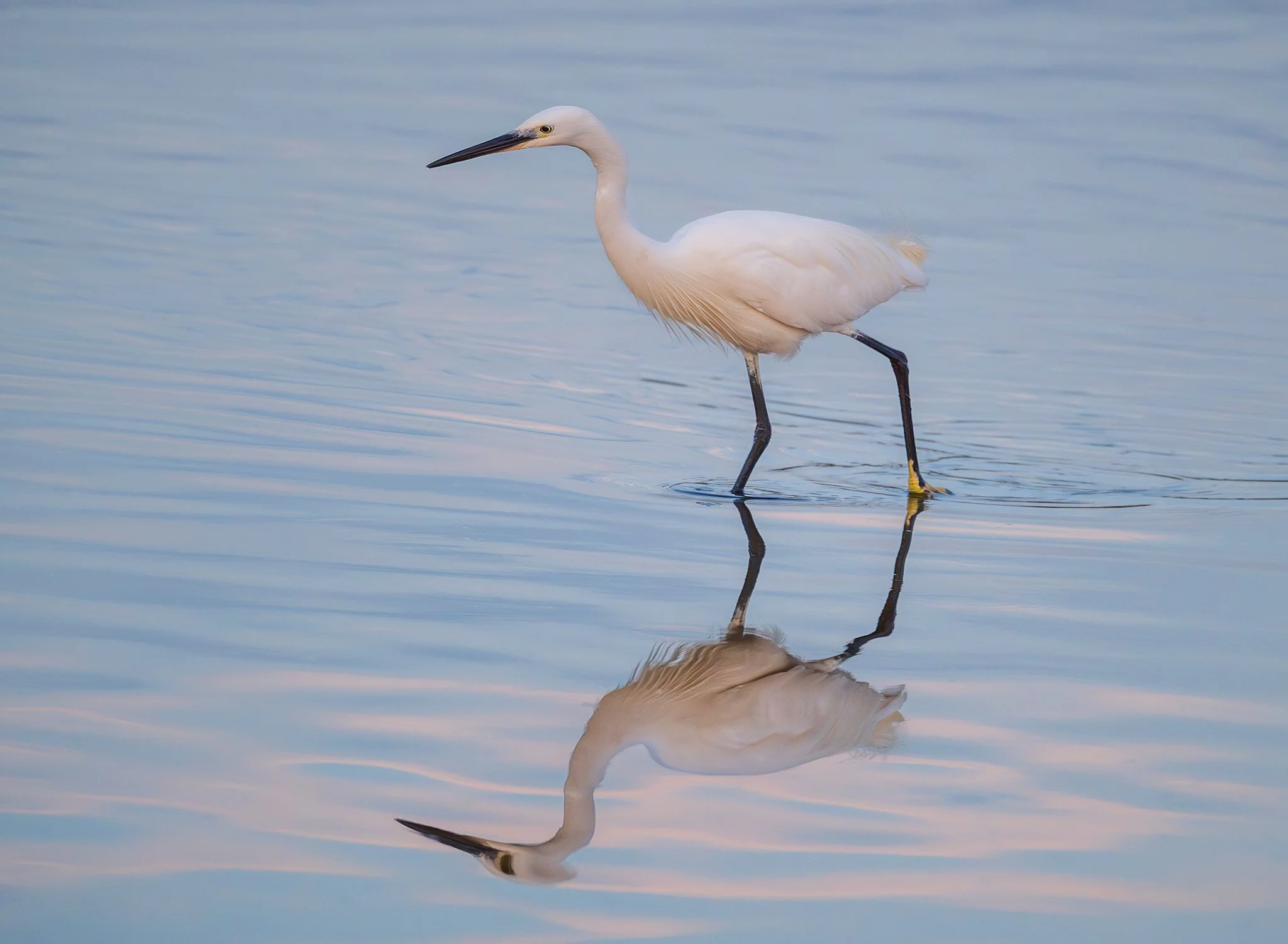 Little Egret