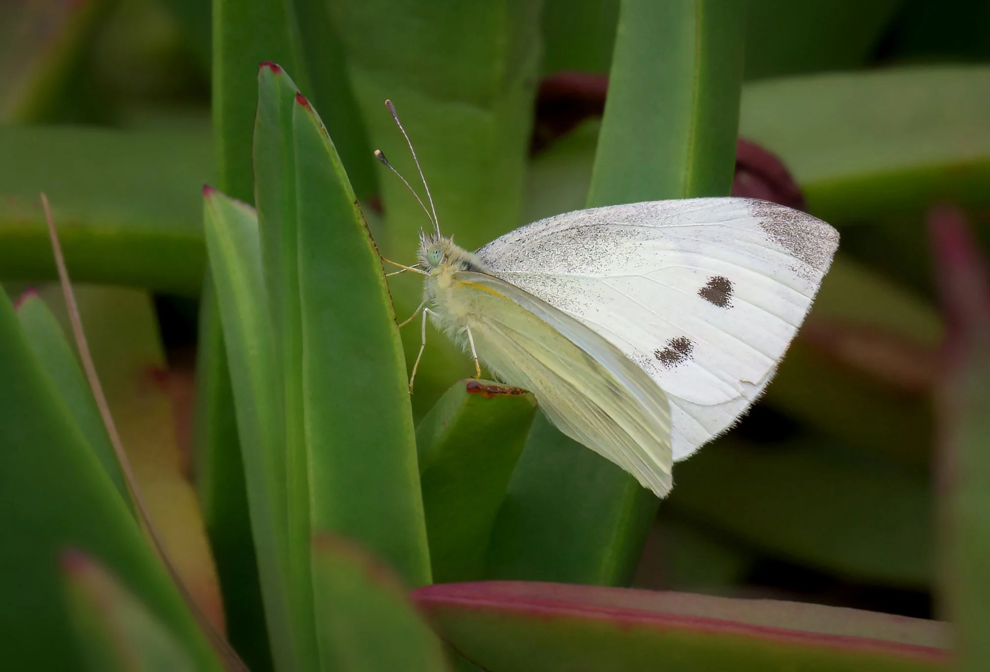 White (Green-veined)
