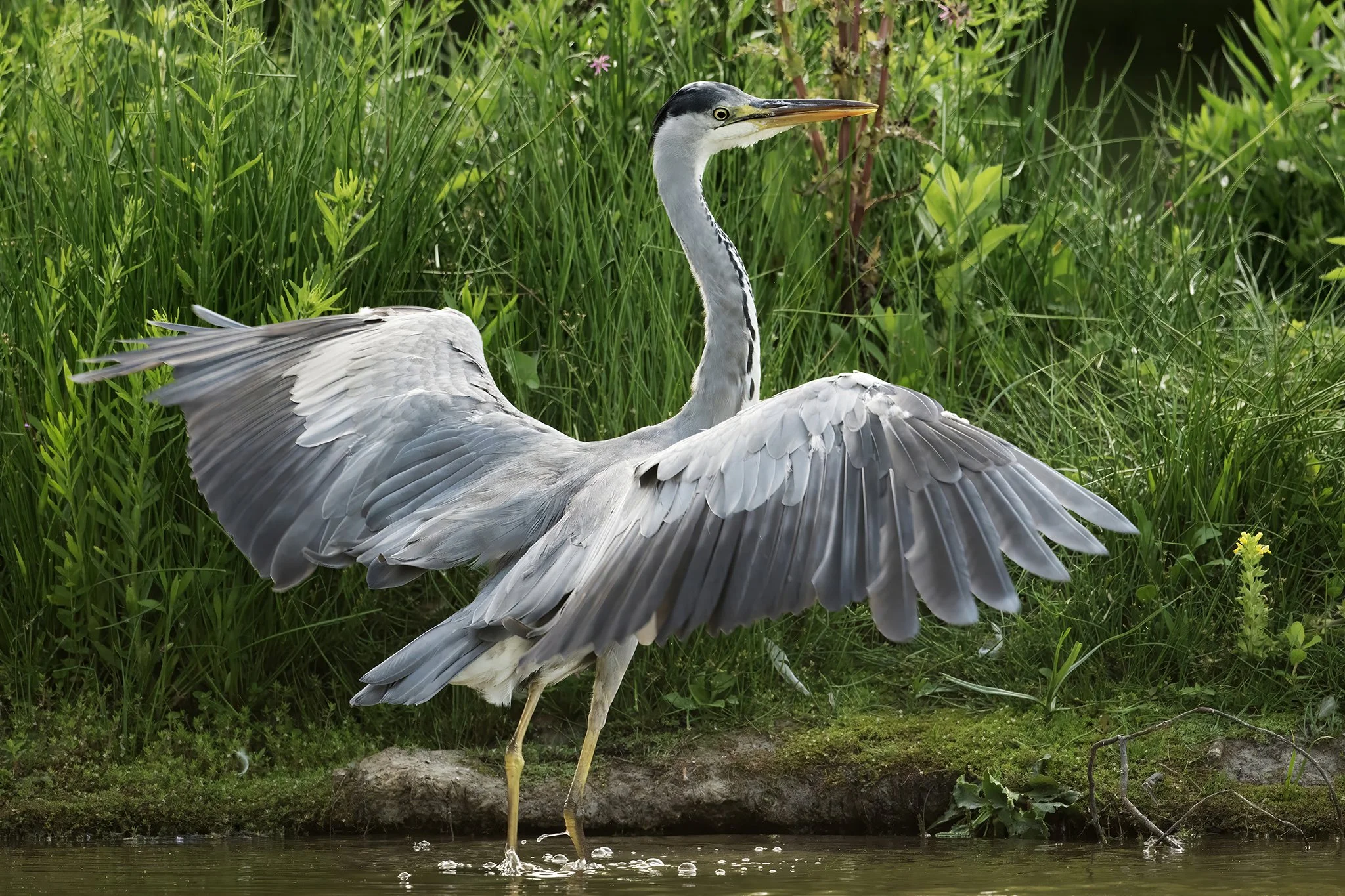 Grey Heron