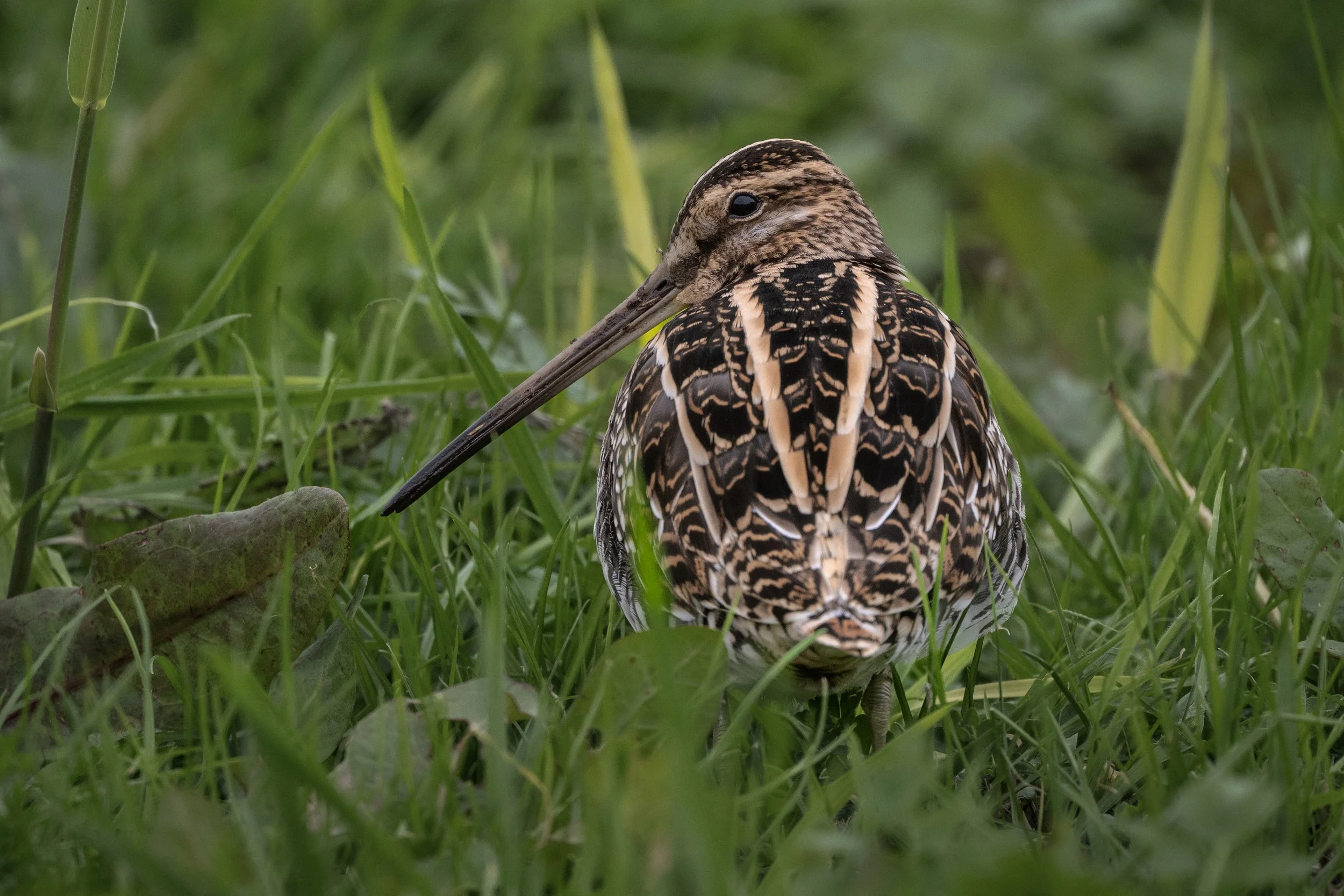 Snipe