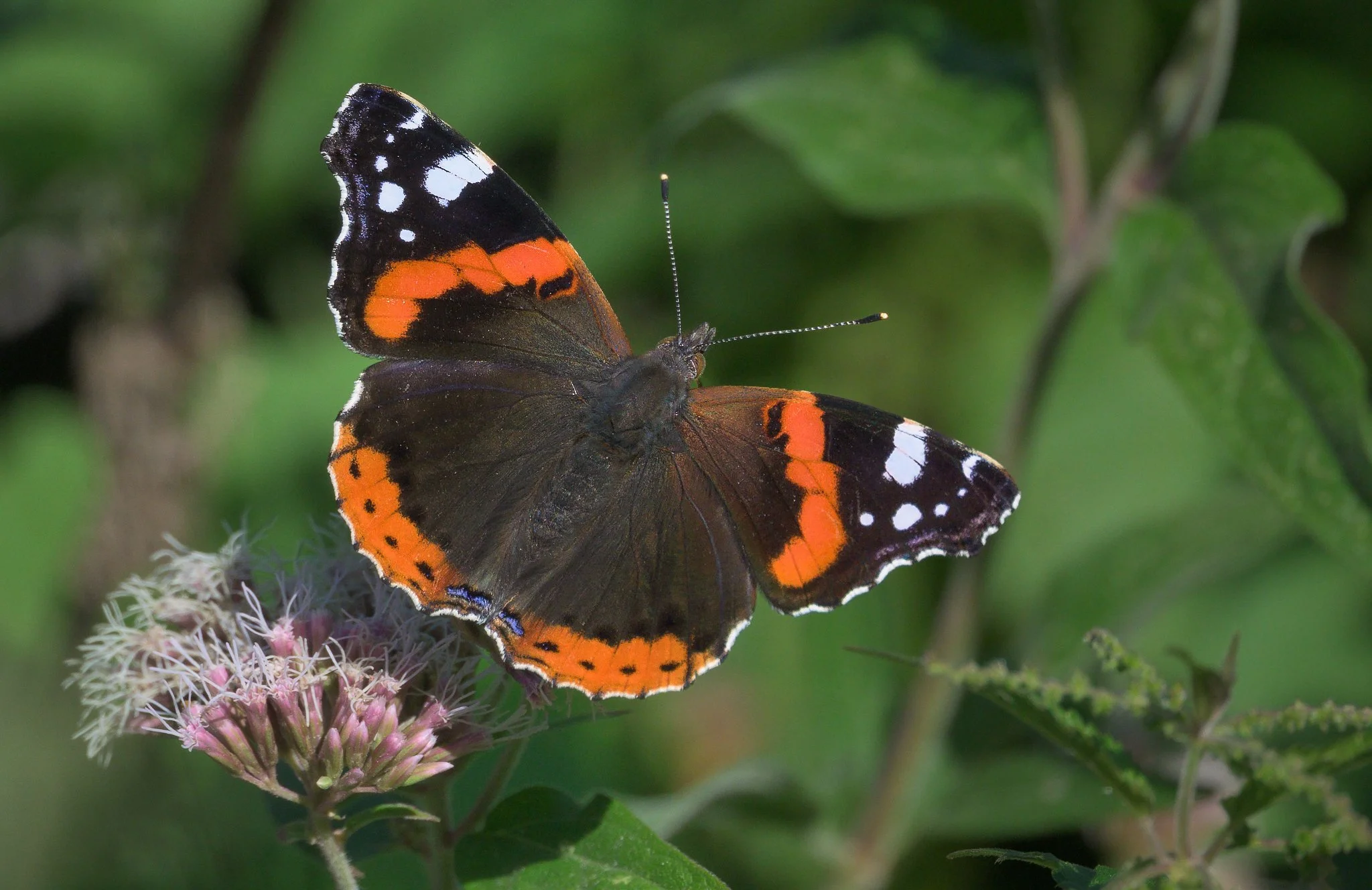 Red Admiral