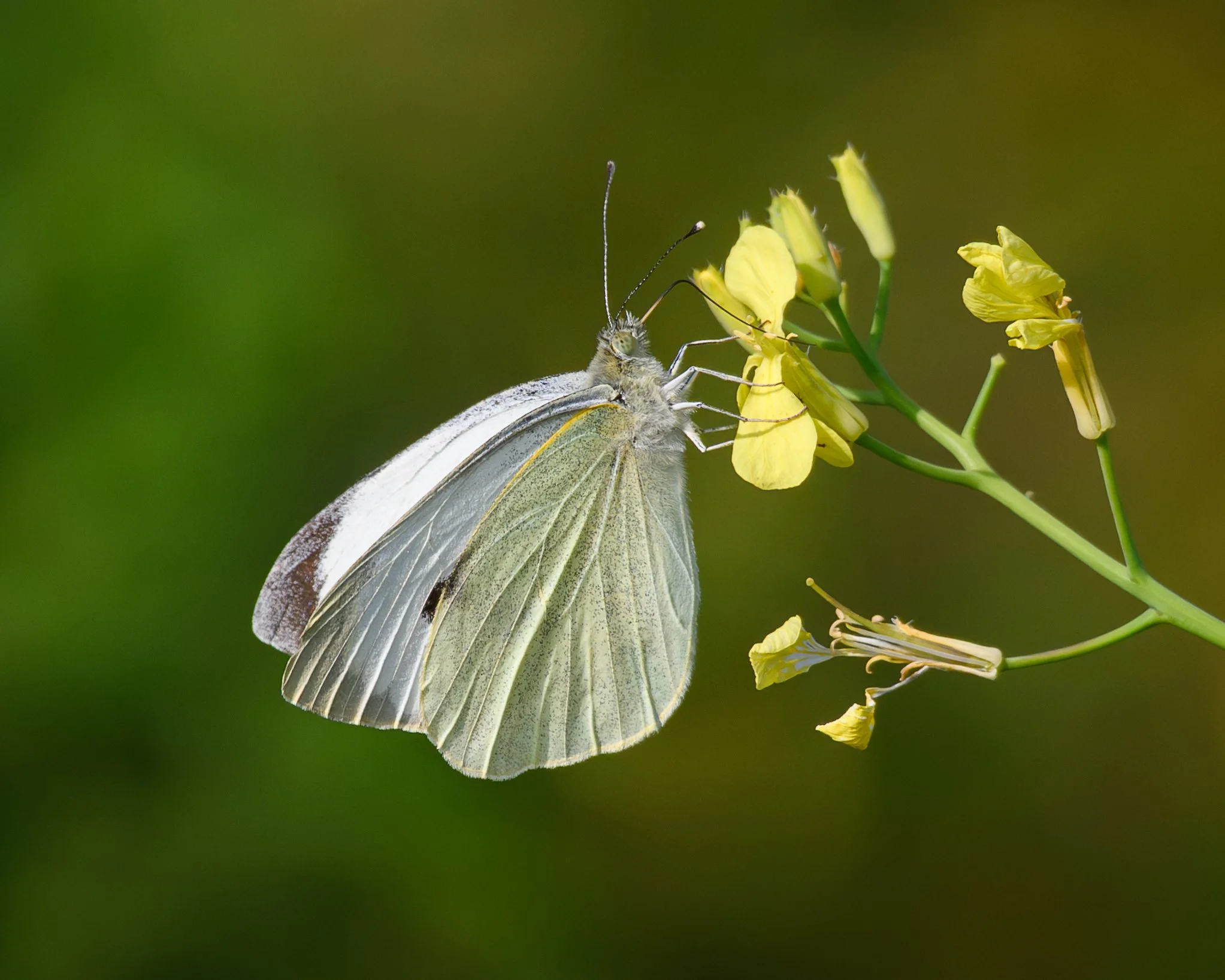 Large white
