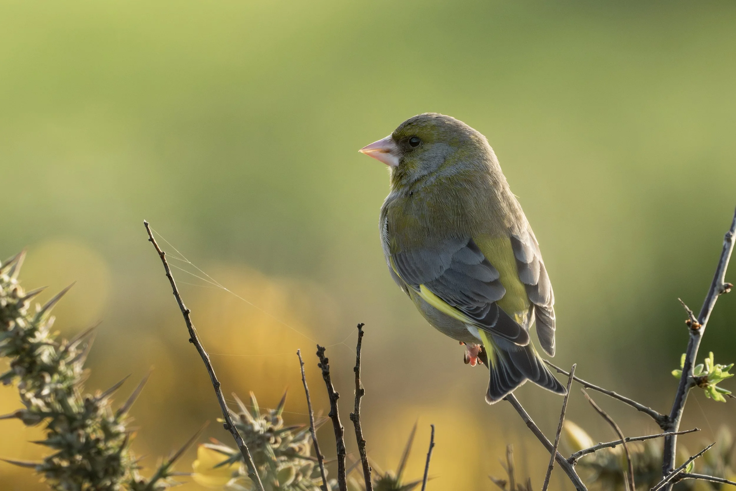Greenfinch