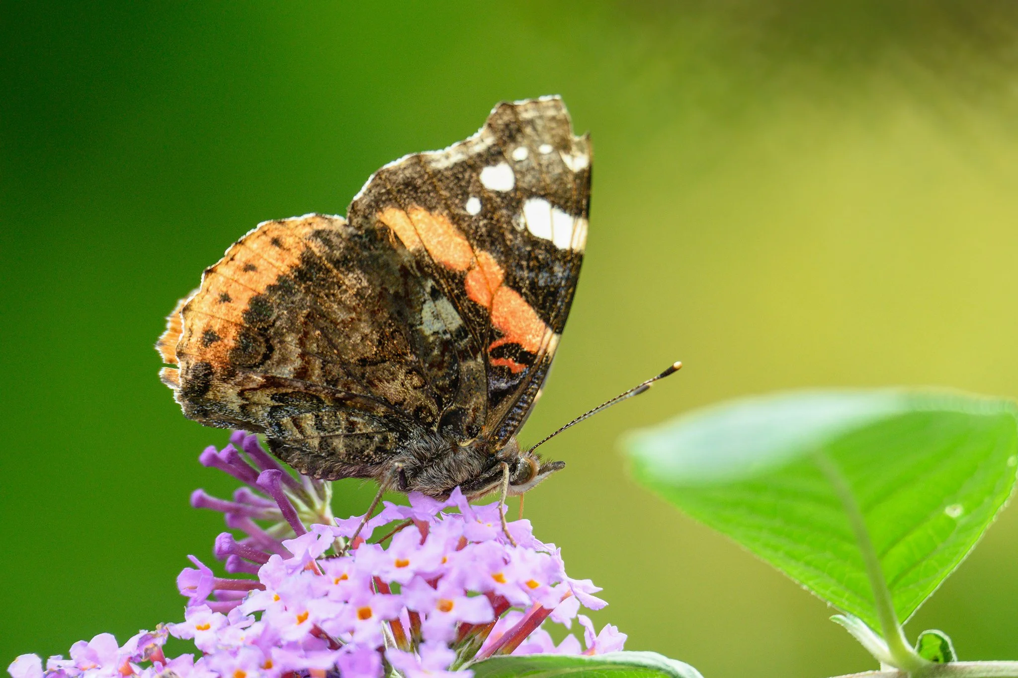 Red Admiral