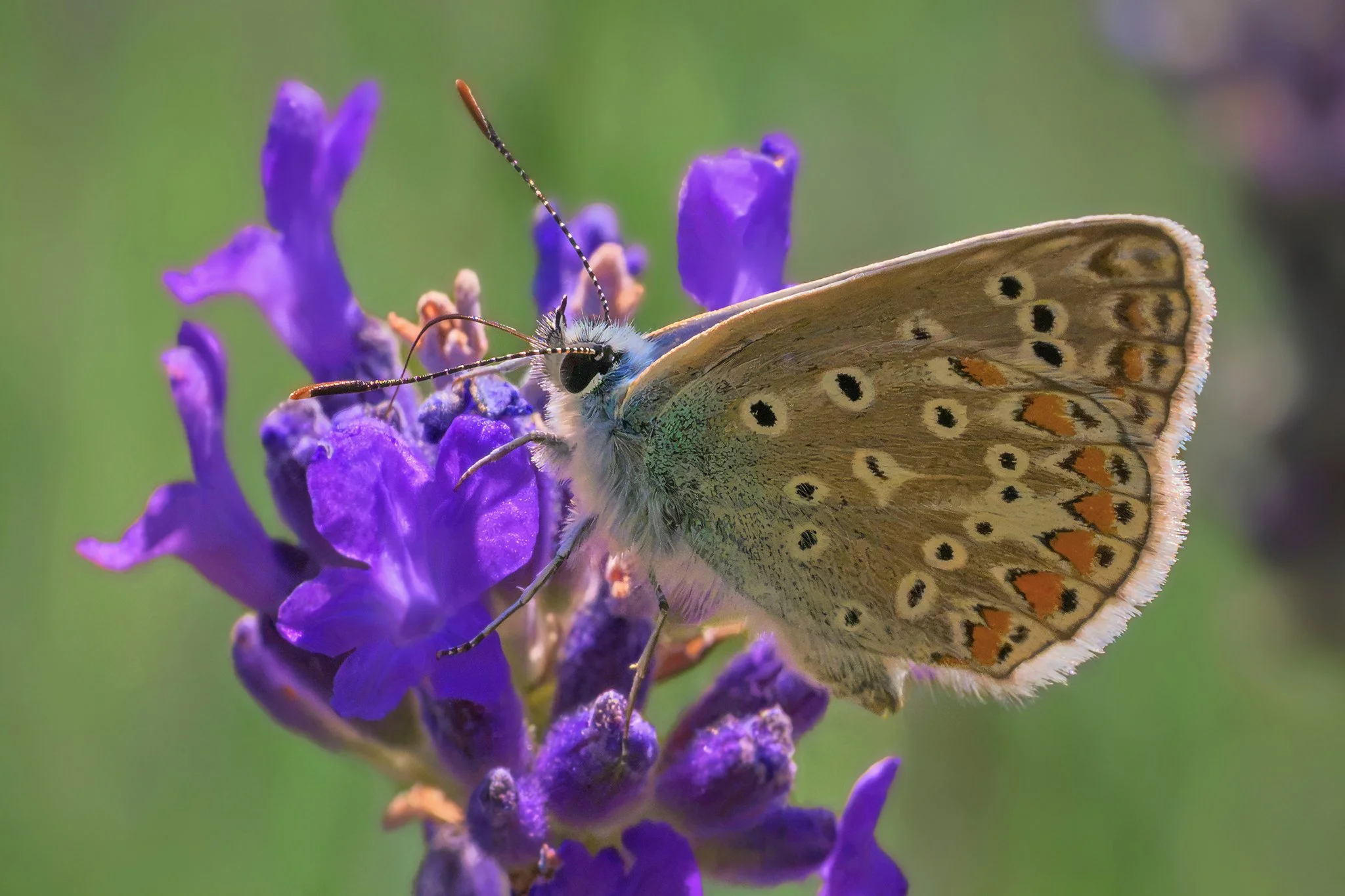Common Blue