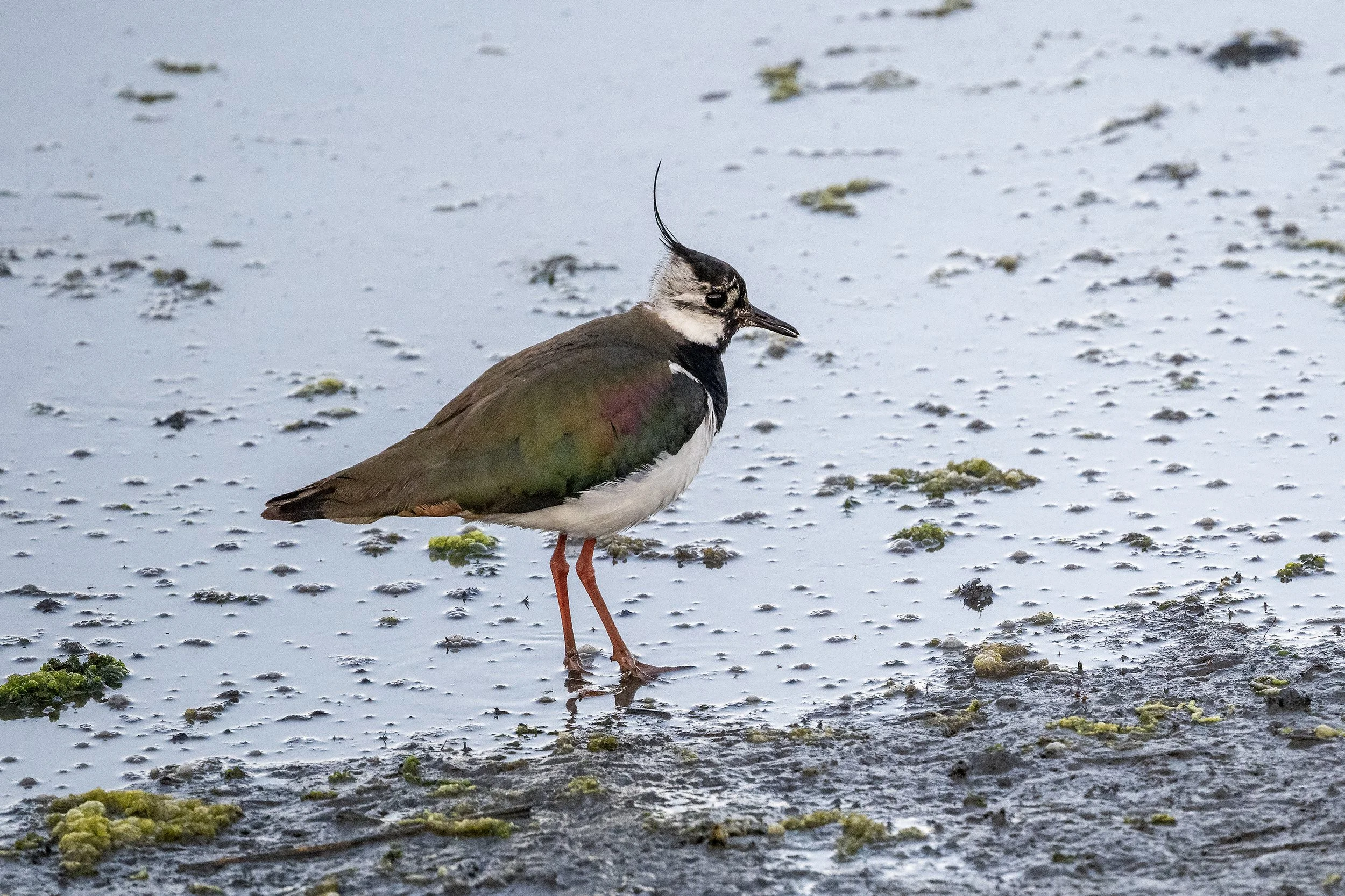 Lapwing