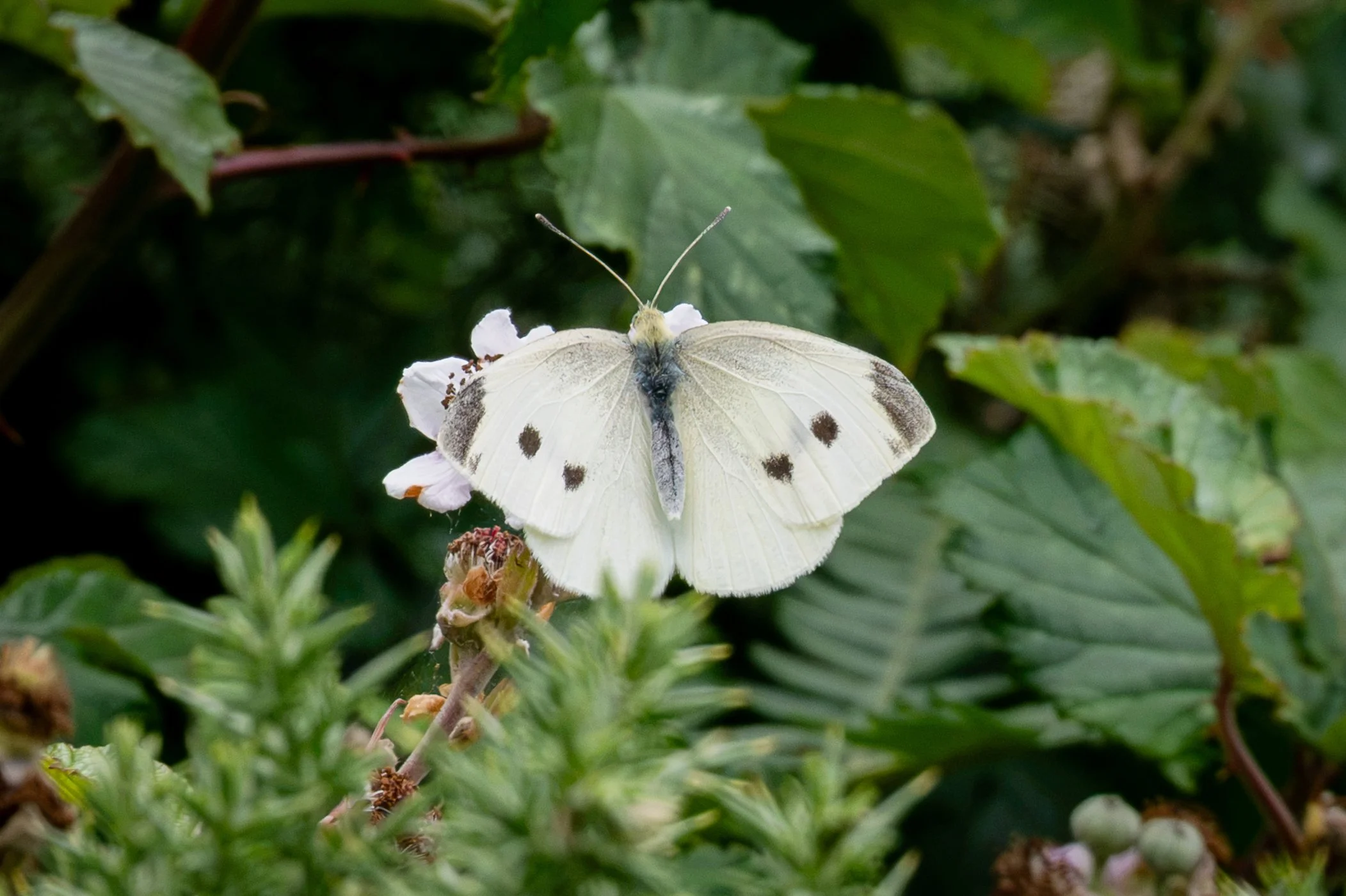 White (Small)