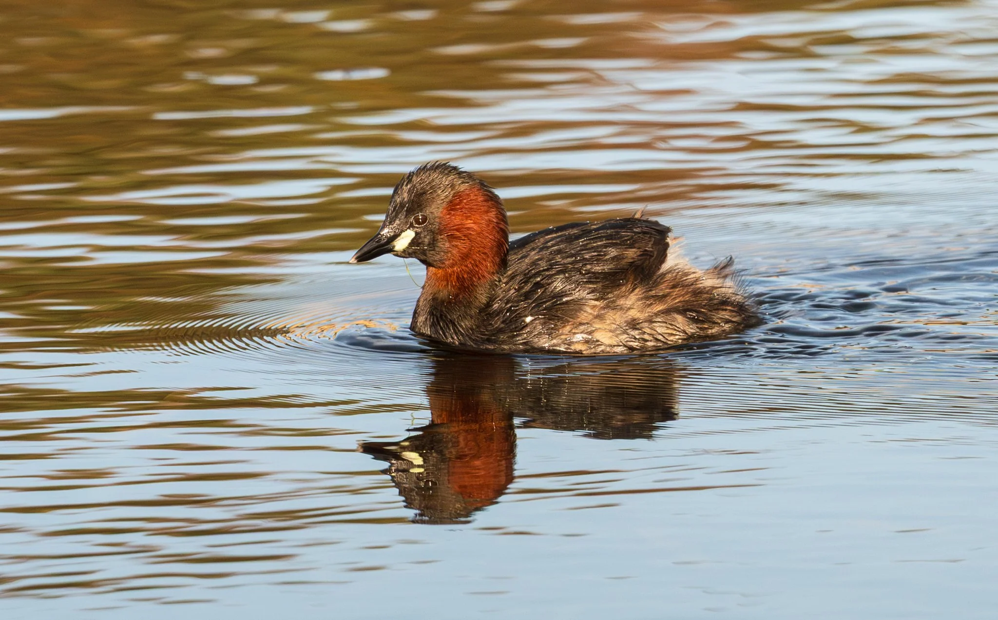 Little Grebe