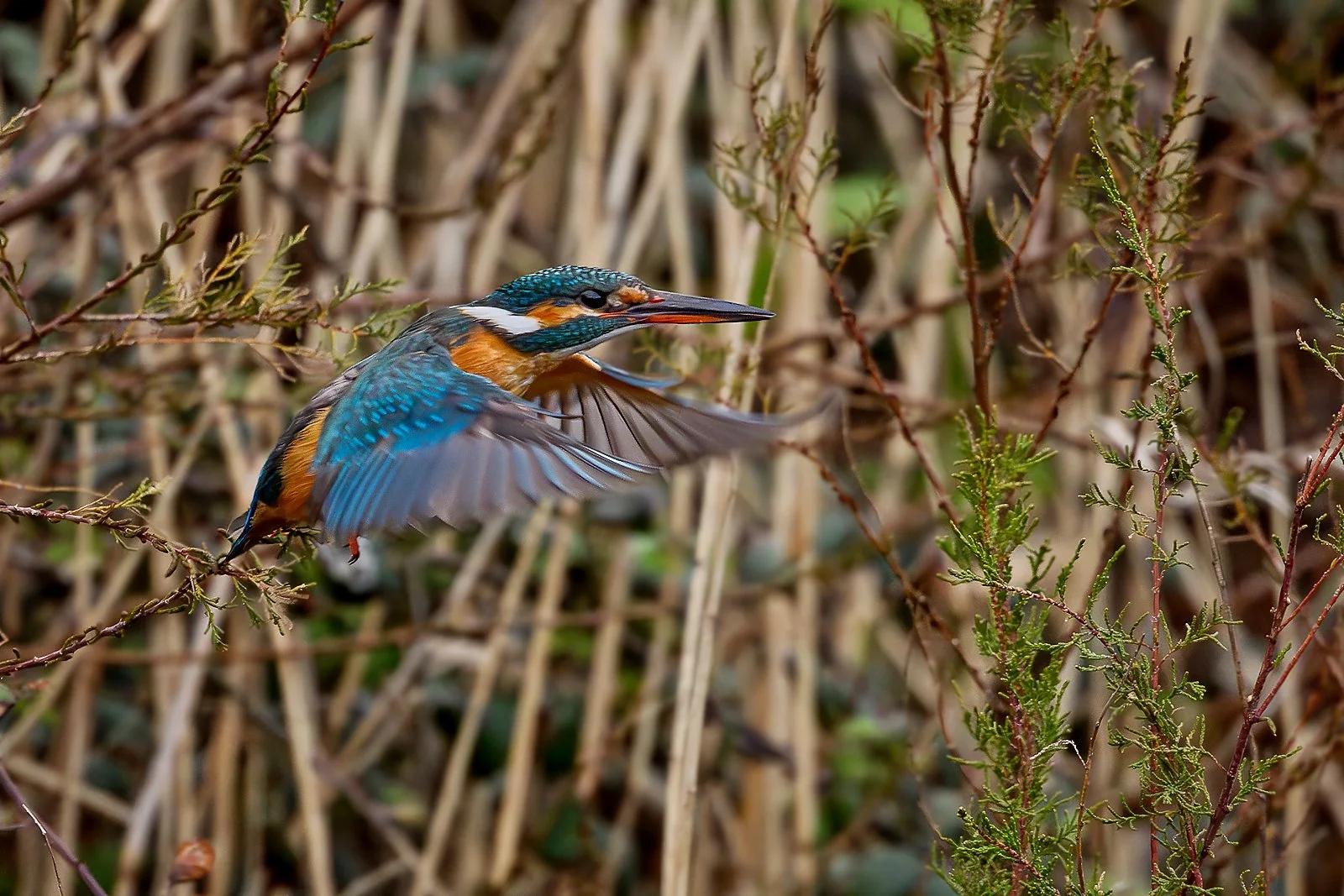 Kingfisher