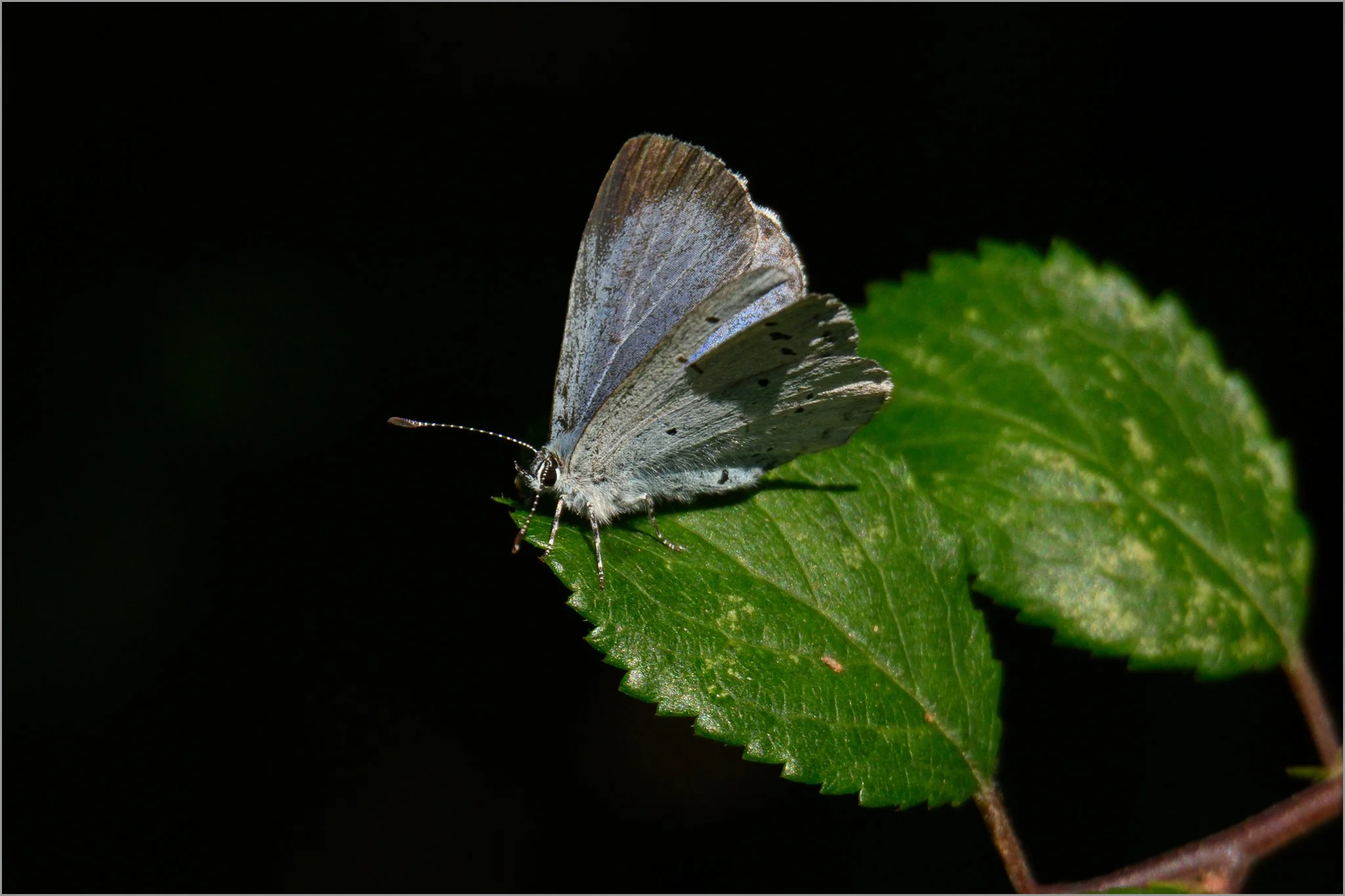 Holly Blue